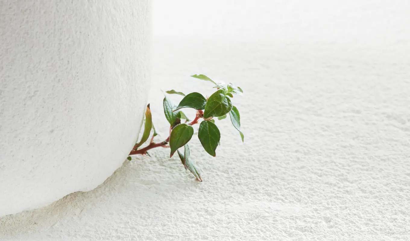 Close-up of a small leafy branch poking out from under a solid white object and a white floor.