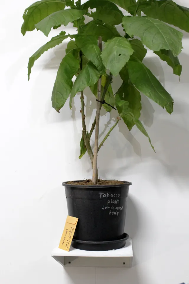 A large tobacco plant with lucious green leaves sits on a white shelf in front of a white wall. There is a yellow envelope of seeds in front of the pot. On the pot it says "Tobacco plant for a good home".