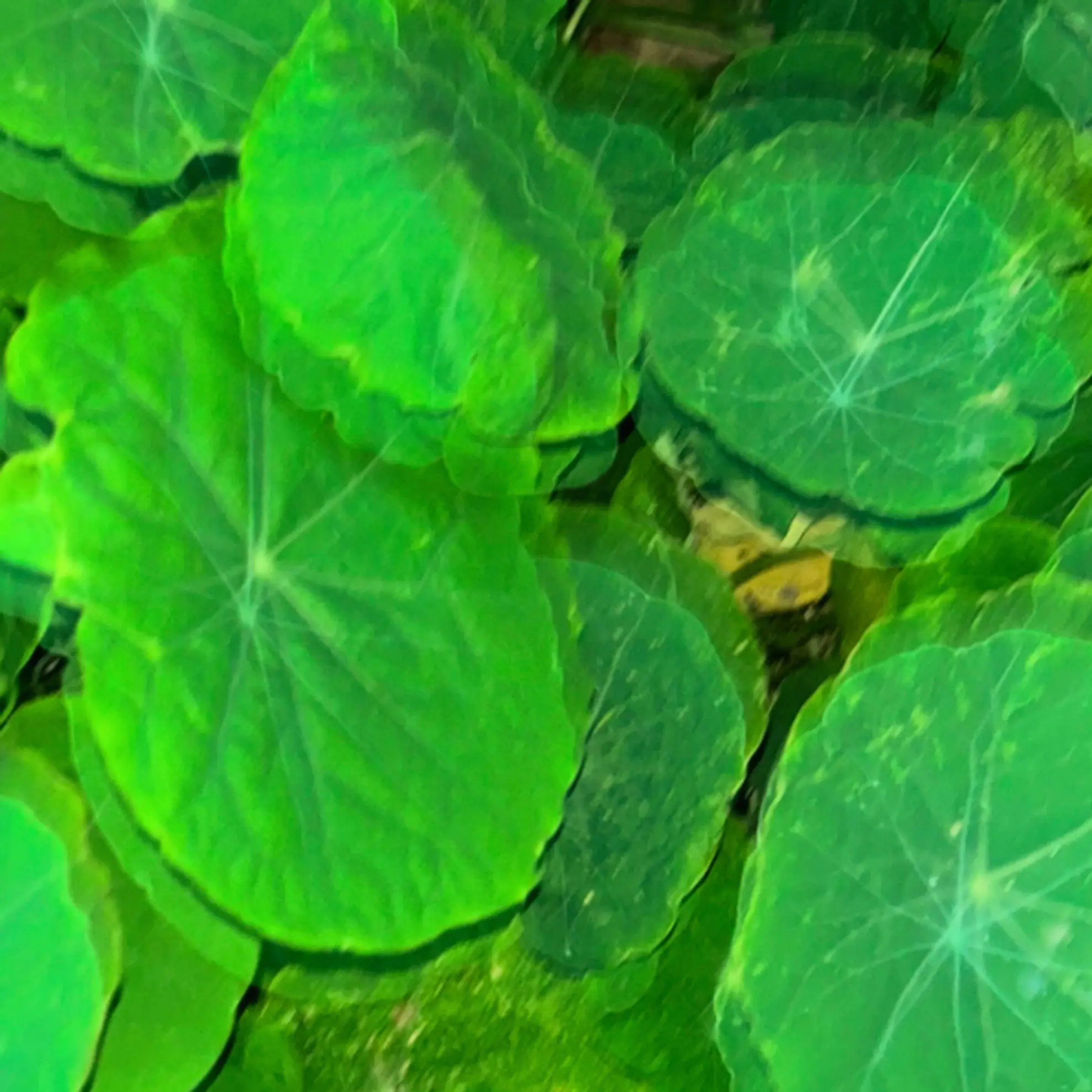 A blurry image of round green Nasturtium leaves