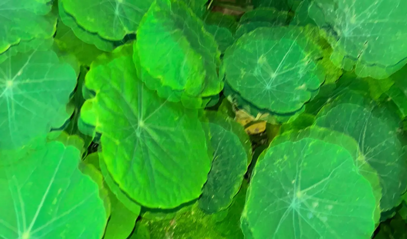 A blurry image of round green Nasturtium leaves