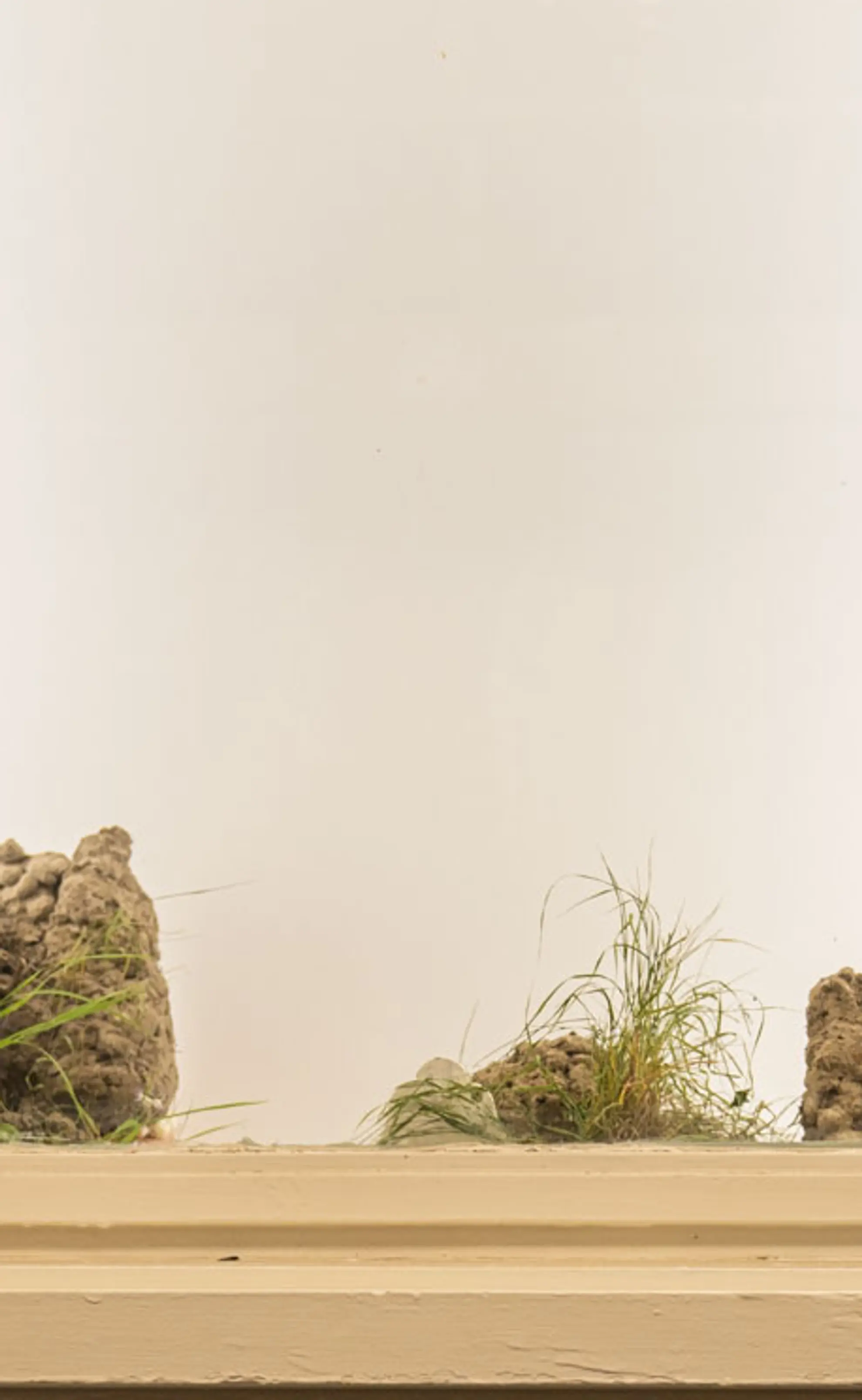 In the context of a narrow window front, the image is taken of the top half of an installed work - the borrow of the image, behind the glass, is 2 large blocks of dirt-like material. The top smaller window segment has a white backdrop with sprouts of grass an