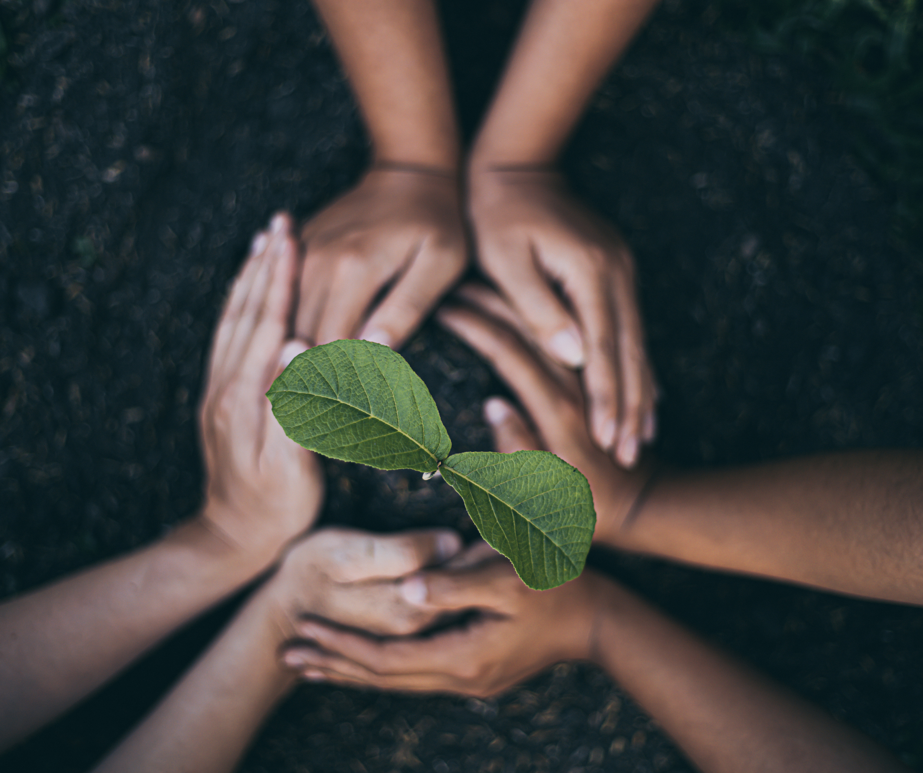 Close-up of several hands of different skin tones coming together around a green leaf over rich soil, symbolizing environmental unity and sustainability.