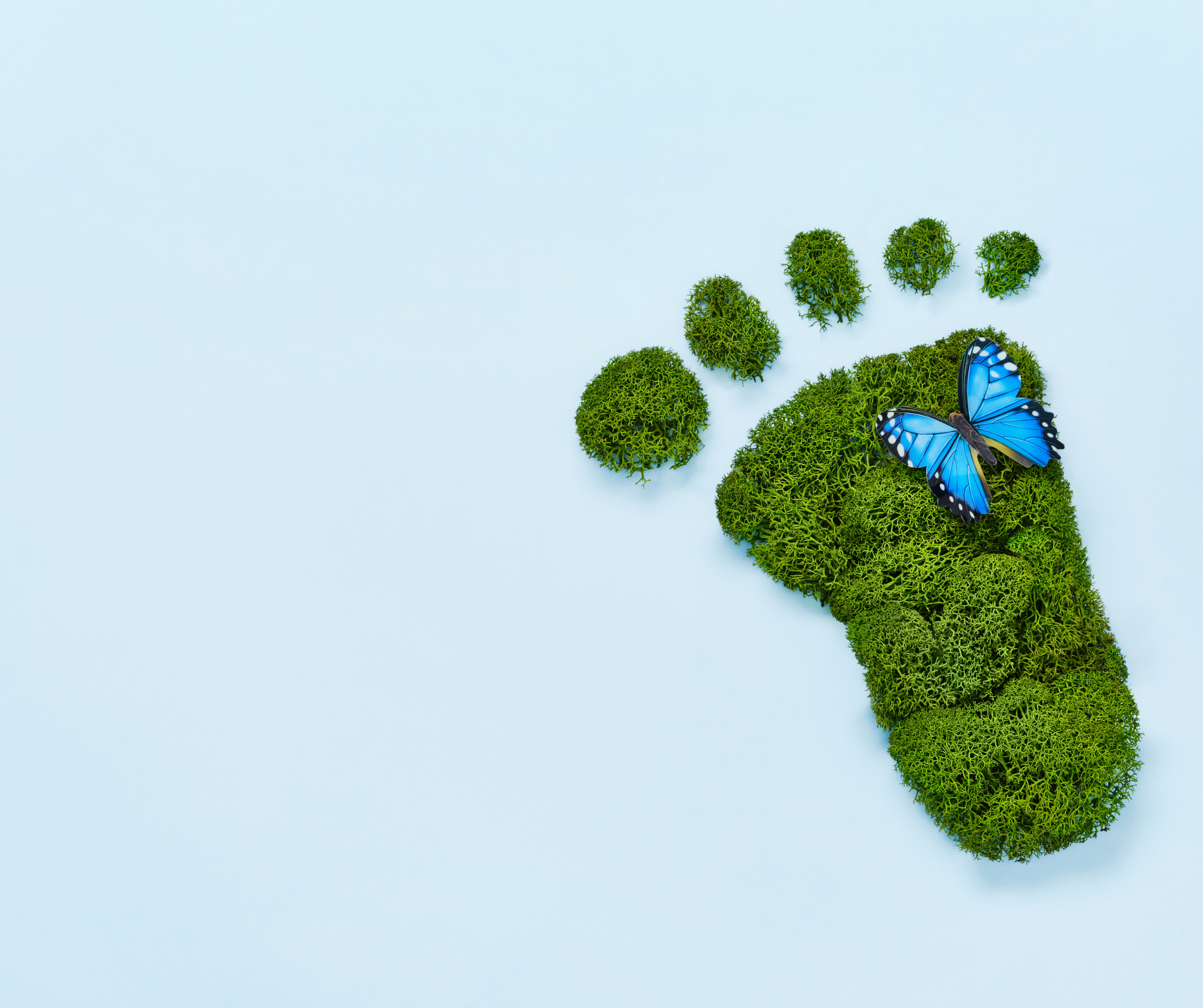 An illustration of a green footprint filled with a dense forest, representing eco-friendly practices and environmental conservation.