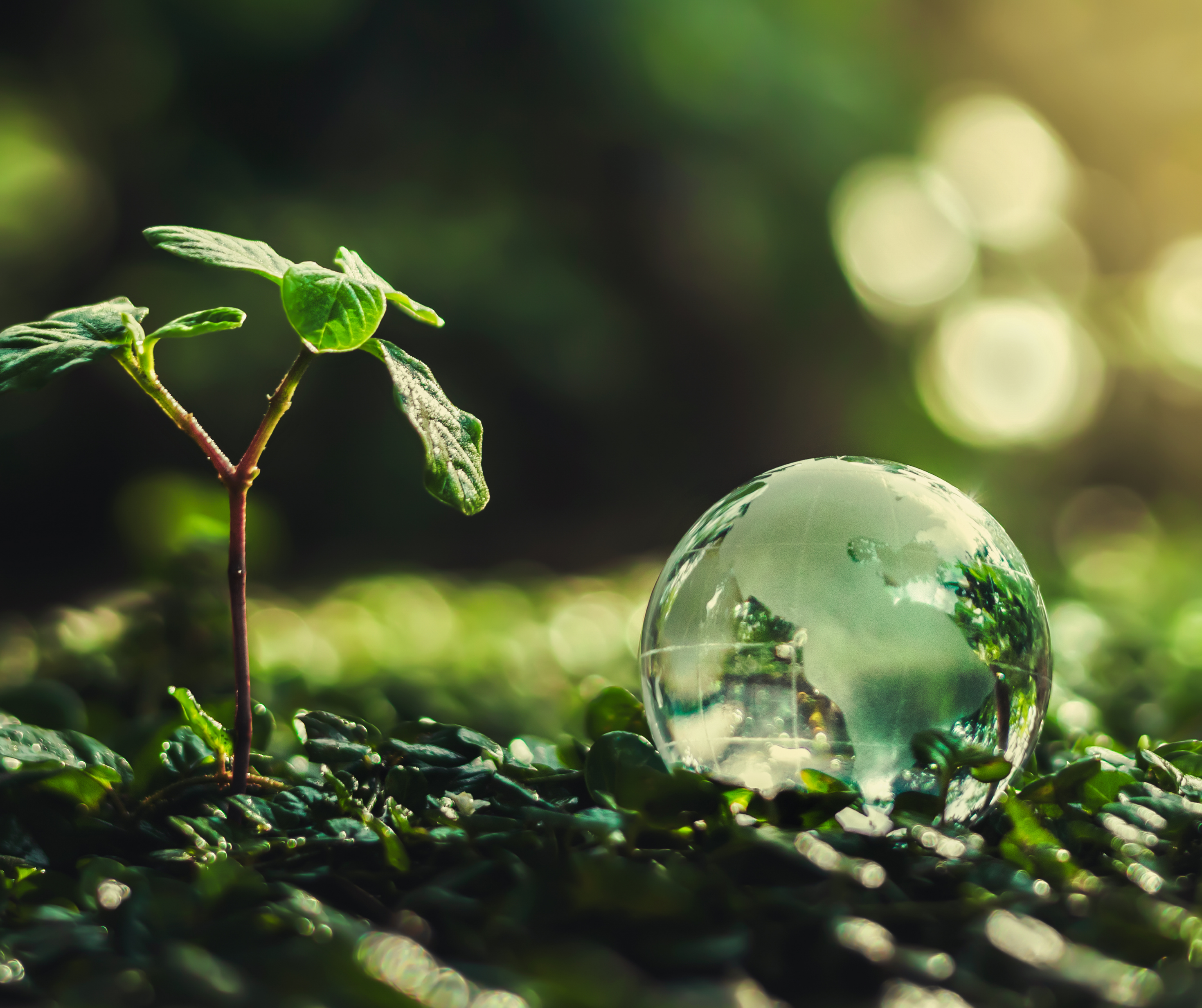 A small plant with green leaves next to a glass sphere.