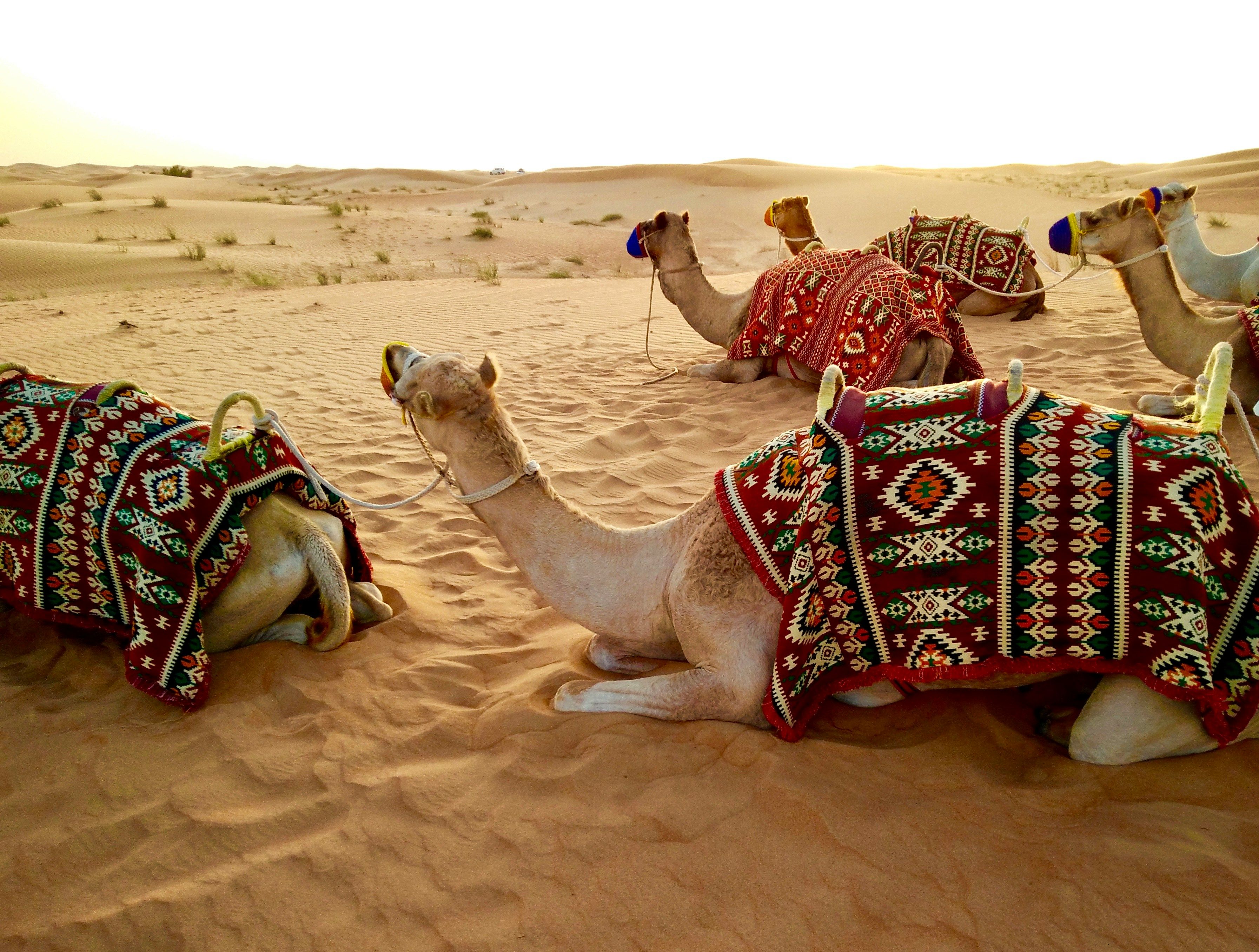 Group of camels with colorful saddle blankets resting on sand dunes in the desert at sunset