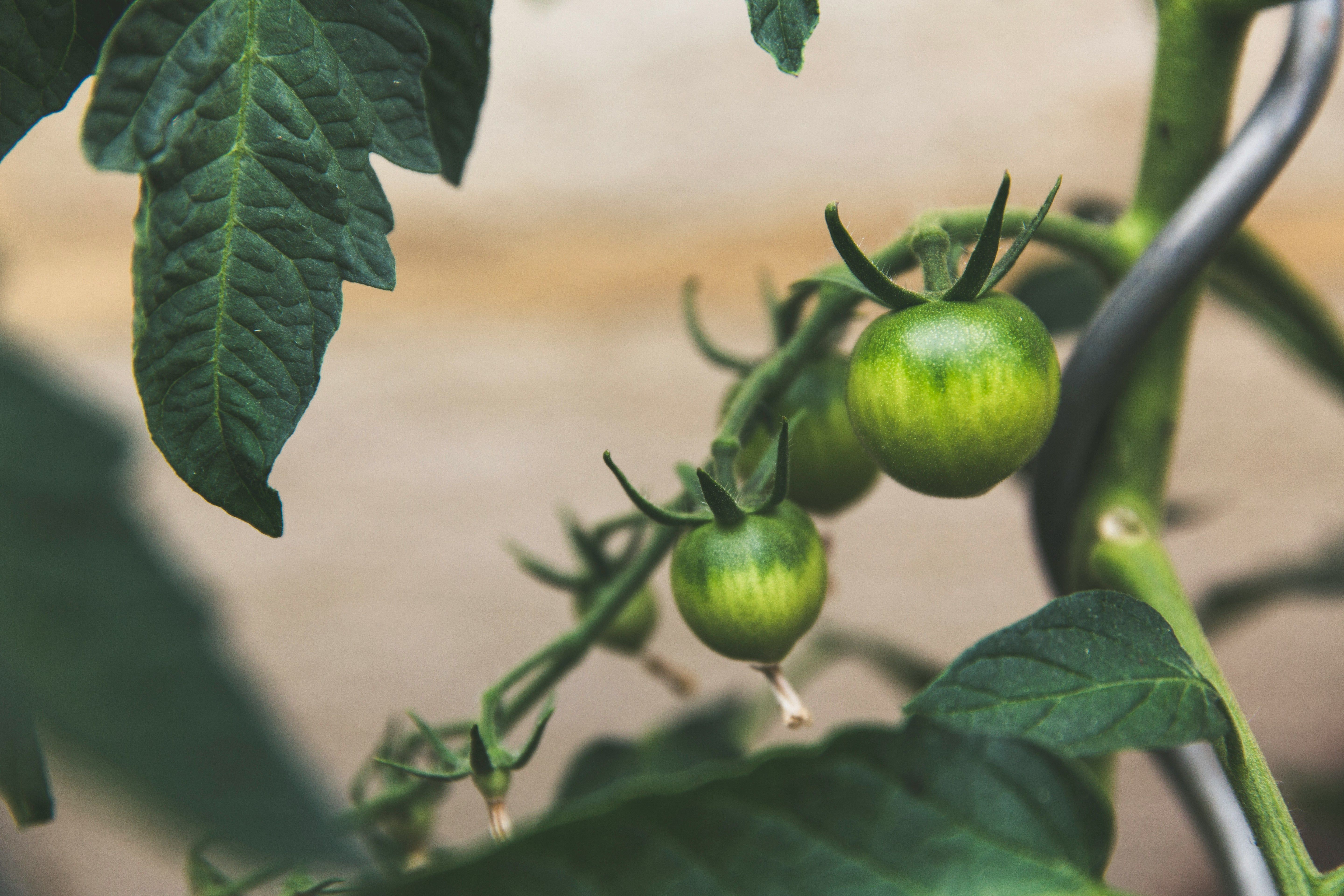 Close-up of small green tomatoes and leaves on a tomato plant