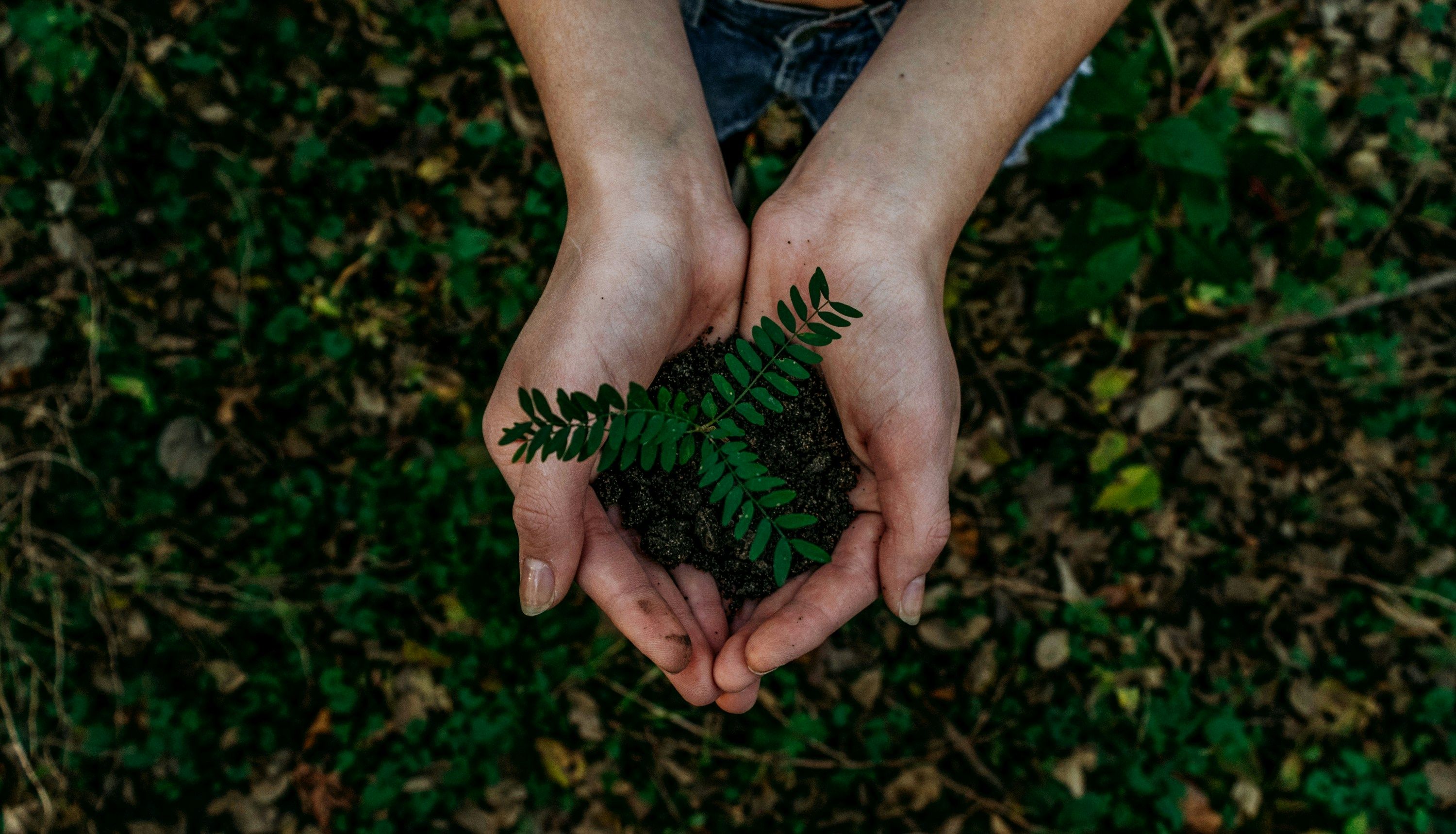 Person's hands holding dark soil with a young fern plant growing from it