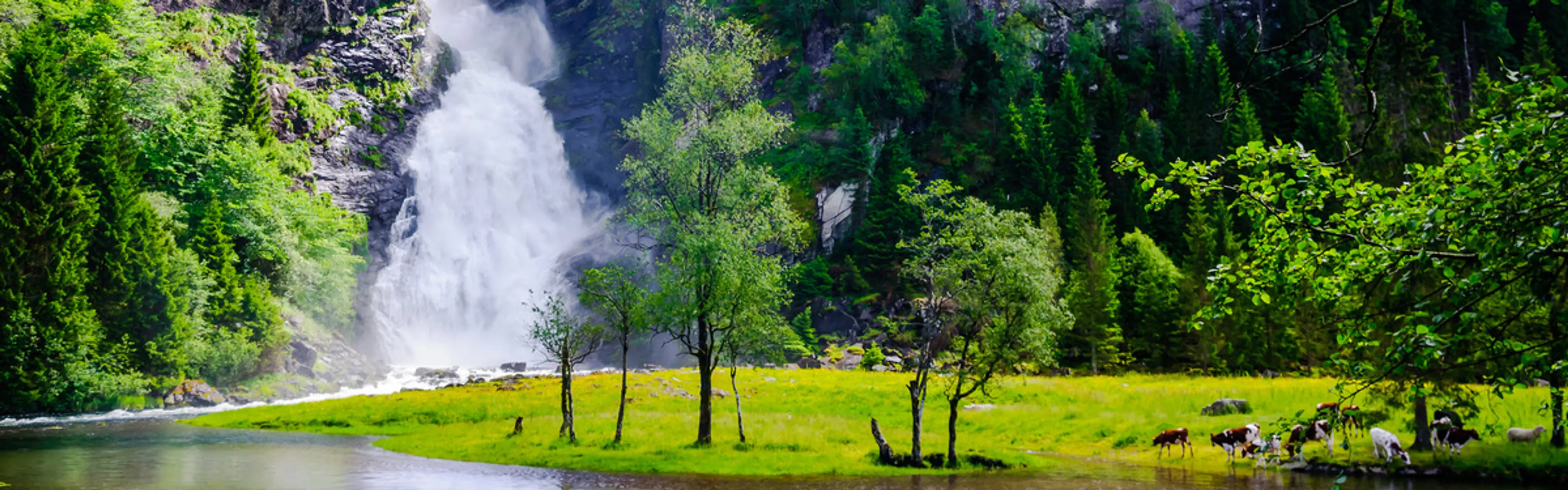 Naturbilde for å illustrere Olafsens bærekraftsarbeid