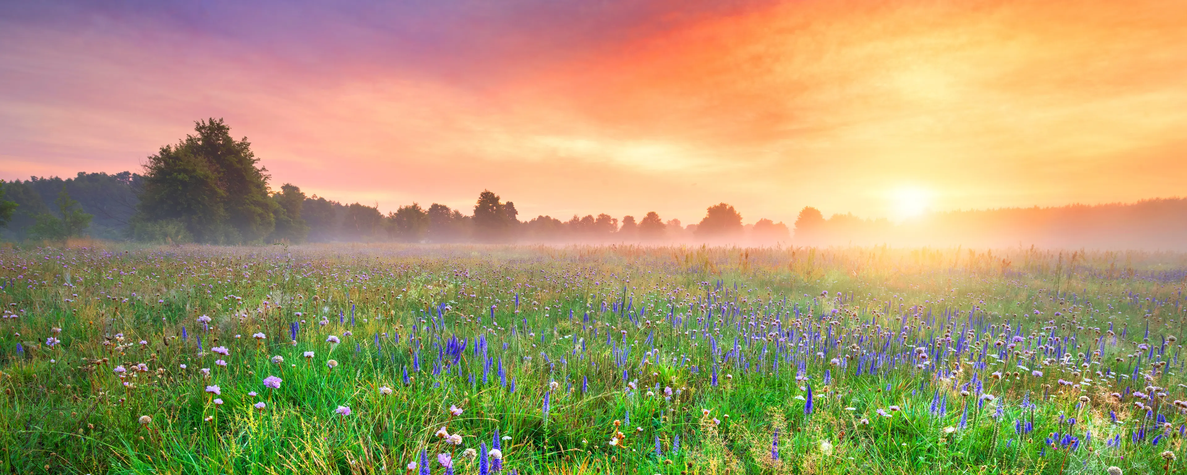 Solnedgang over blomstereng