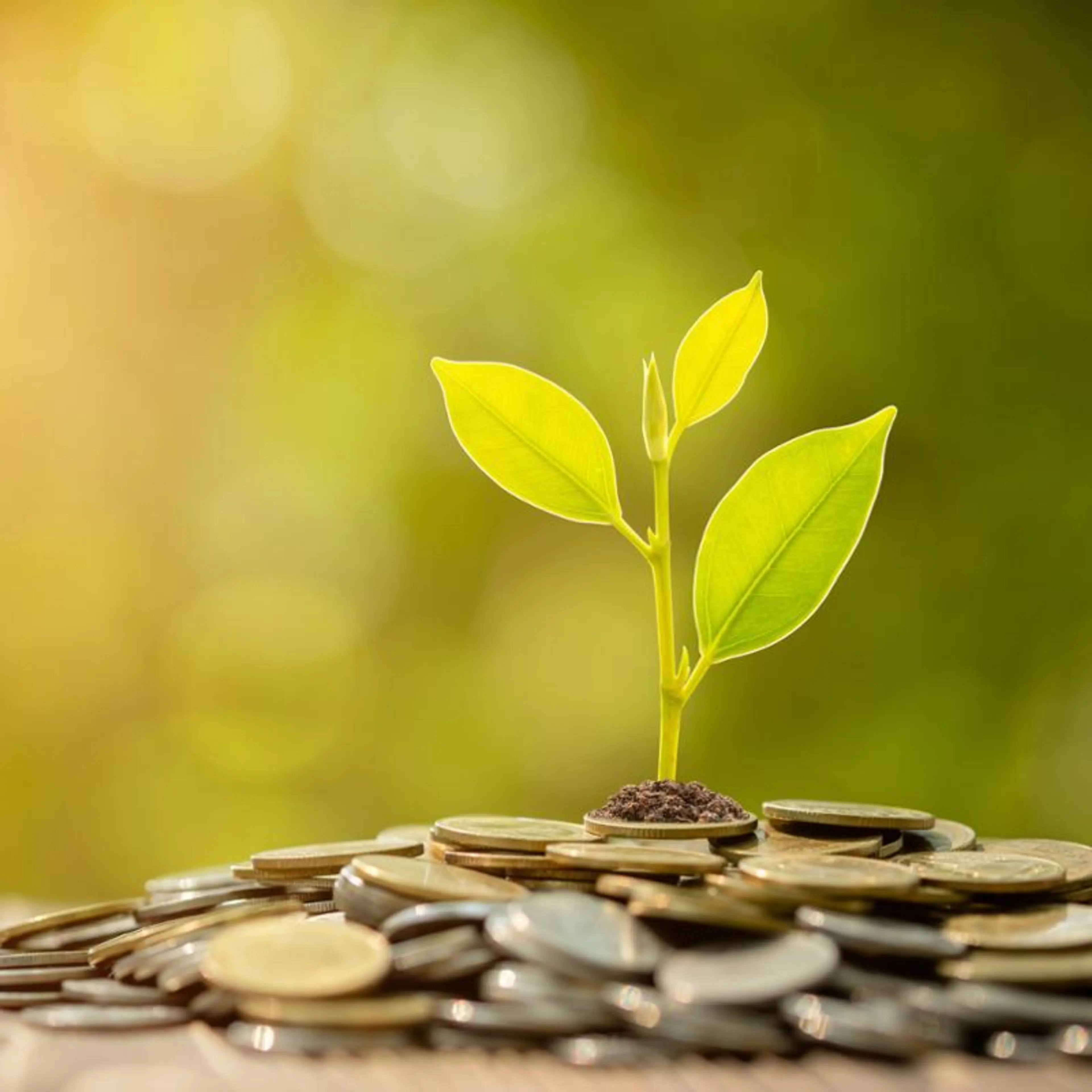 En plante som vokser på en haug med mynter