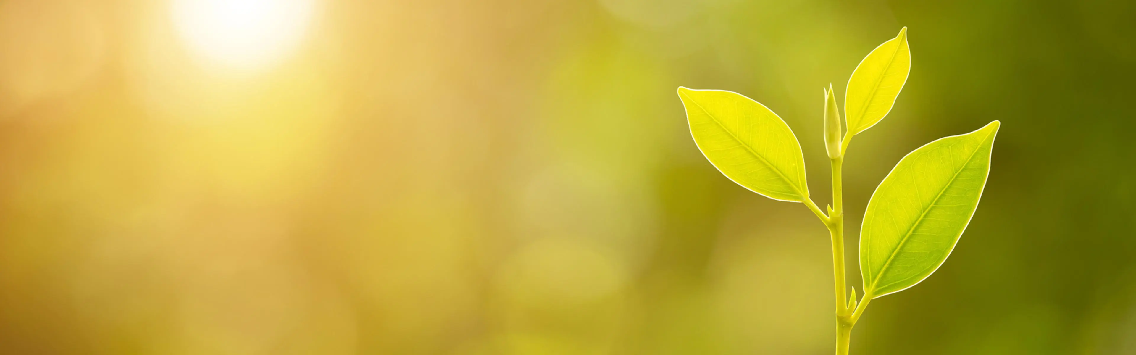 En plante som vokser på en haug med mynter