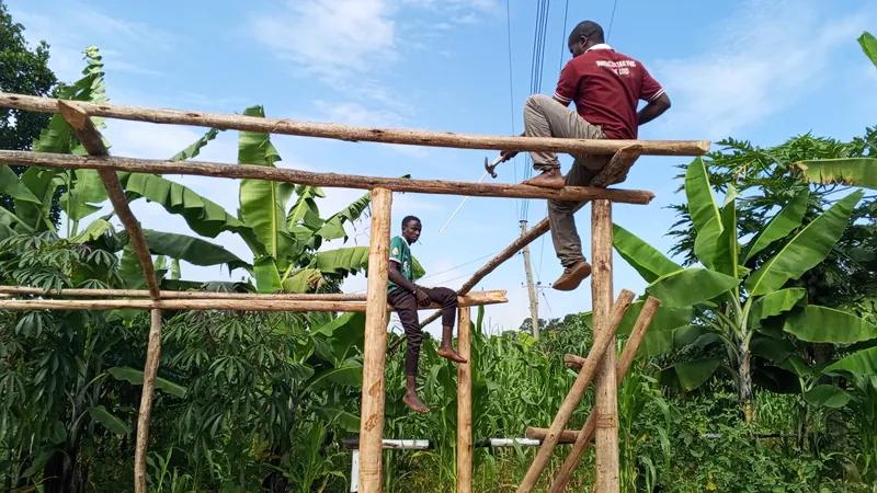 Two men building a wooden frame structure among banana trees