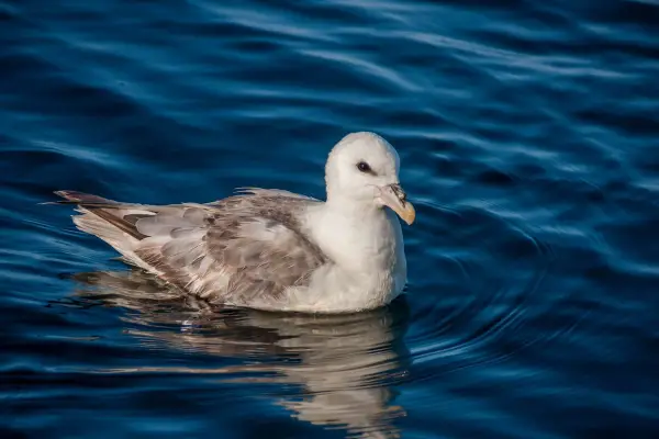 Stormfågel som simmar på havet