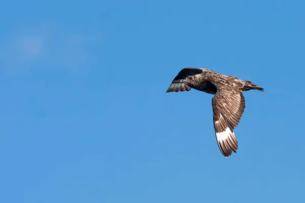 Labb i flykt mot blå himmel