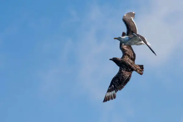 En mås och en labb i flykt mot blå himmel