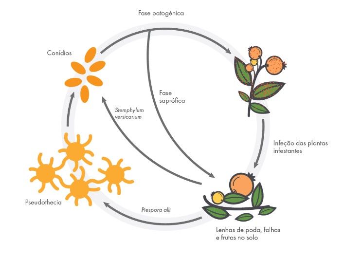 ciclo.jpg