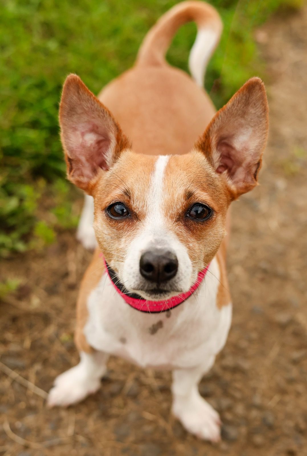 Pets photography by LeAnn Kay — photo 2