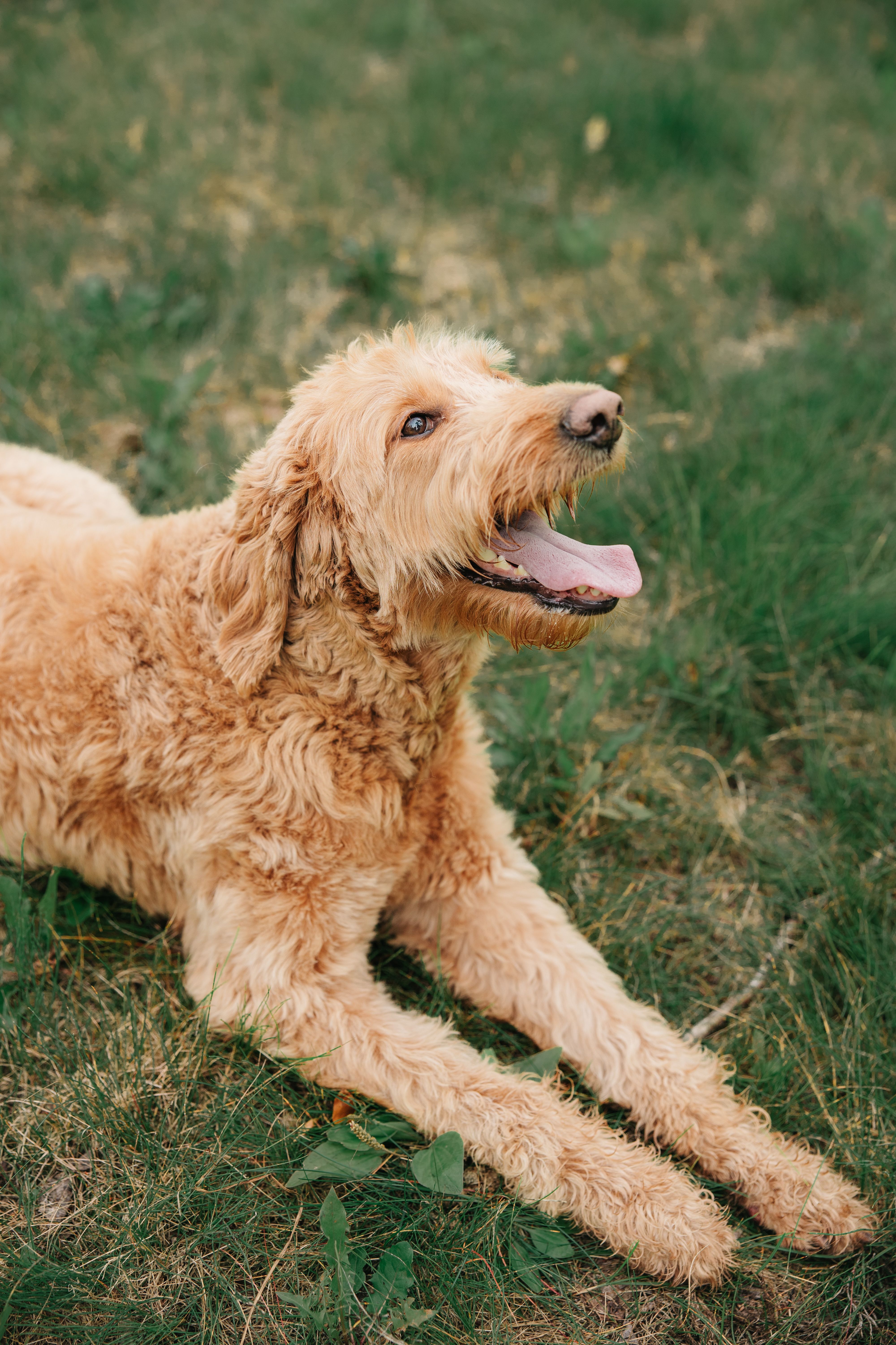 Pets  photo