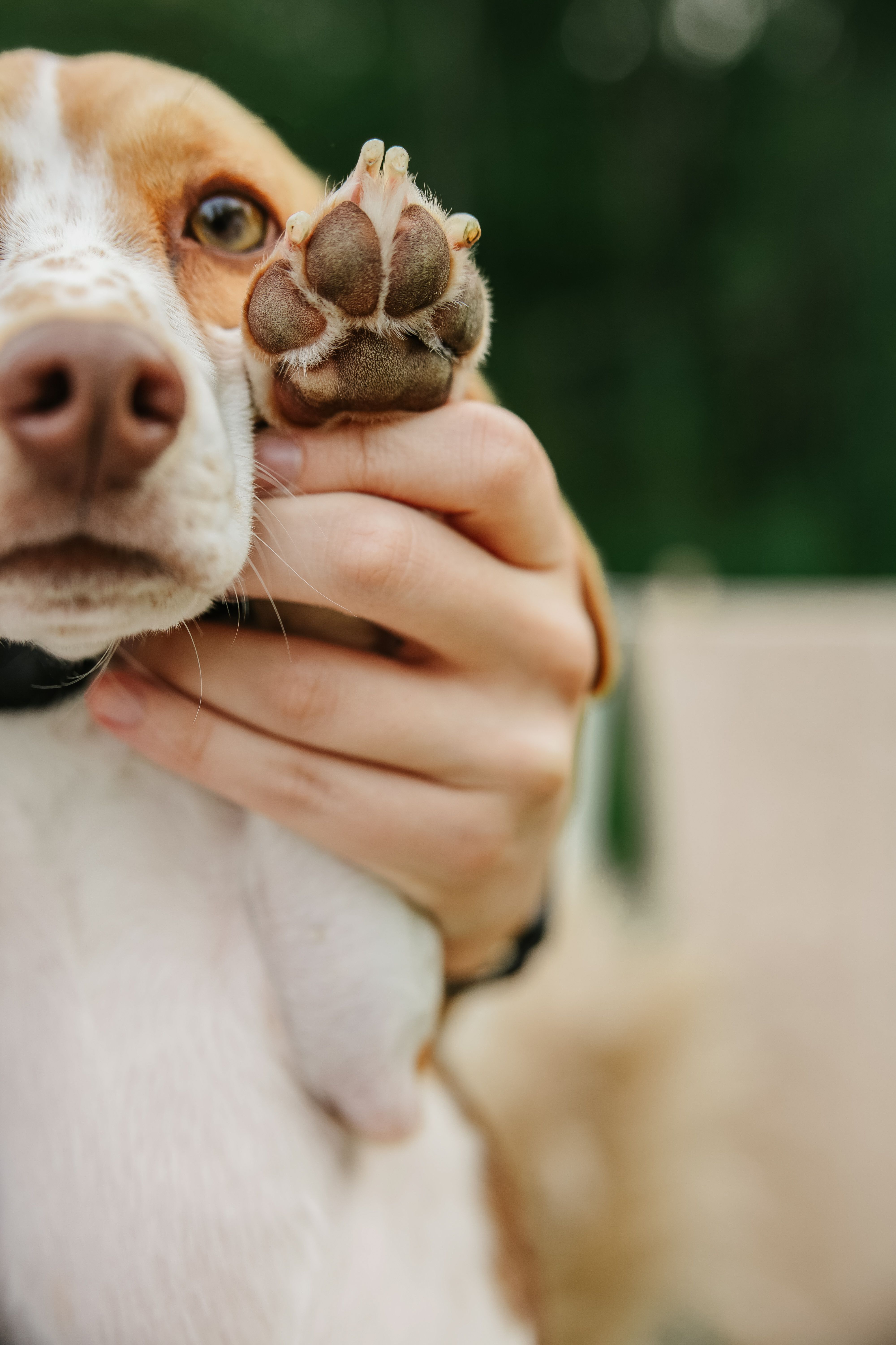 Pets photography by LeAnn Kay — photo 10