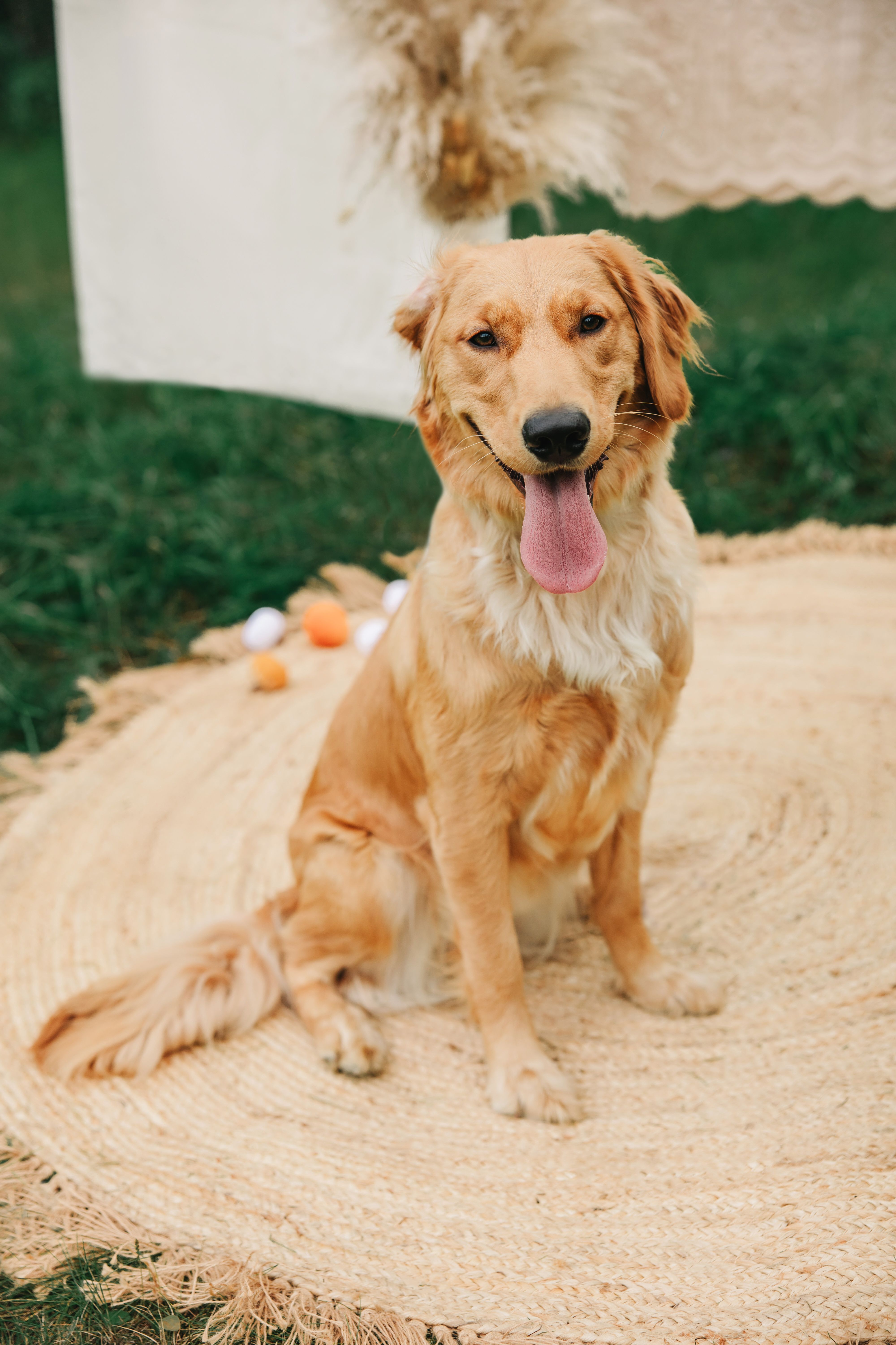 Pets  photo