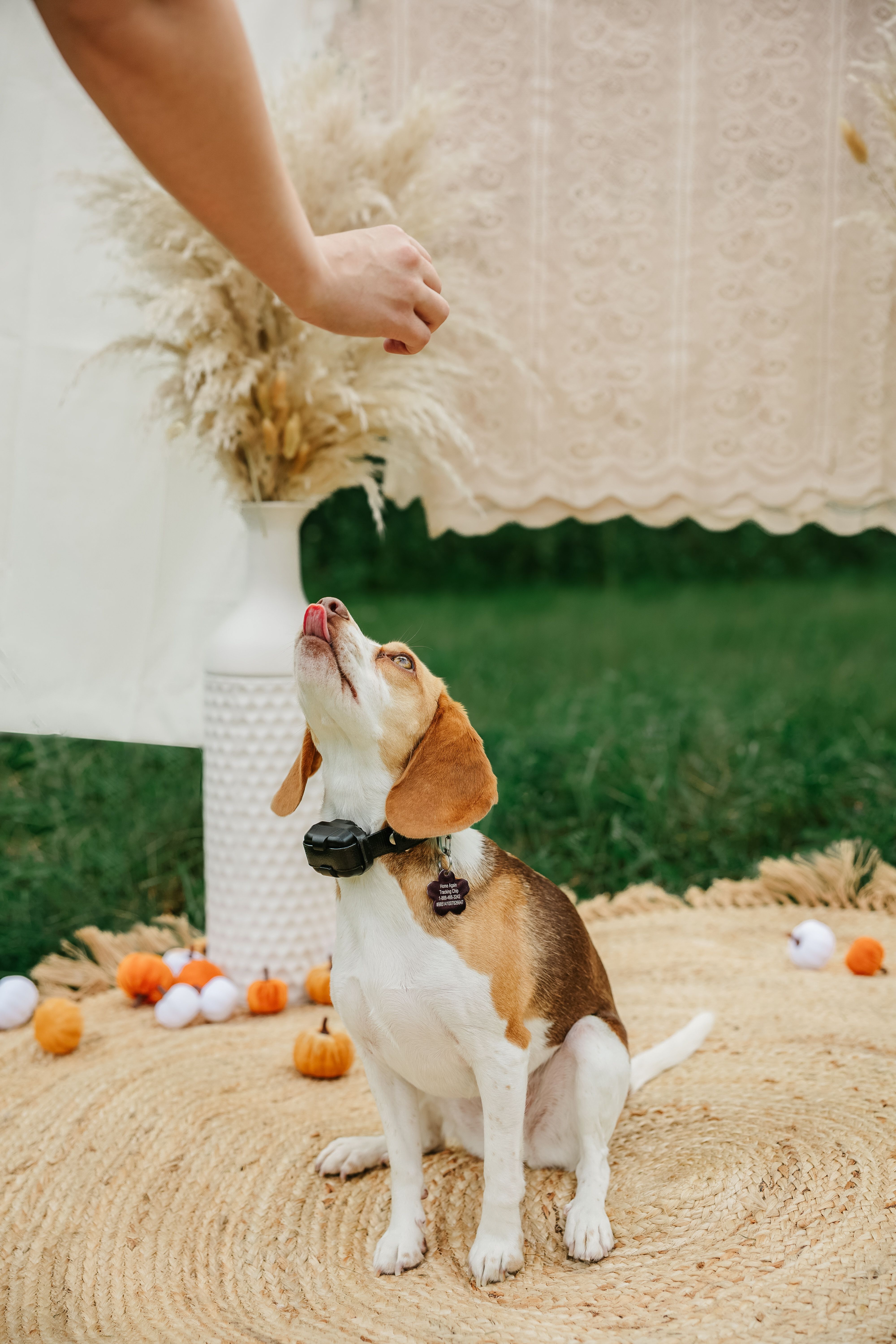 Pets photography by LeAnn Kay — photo 12