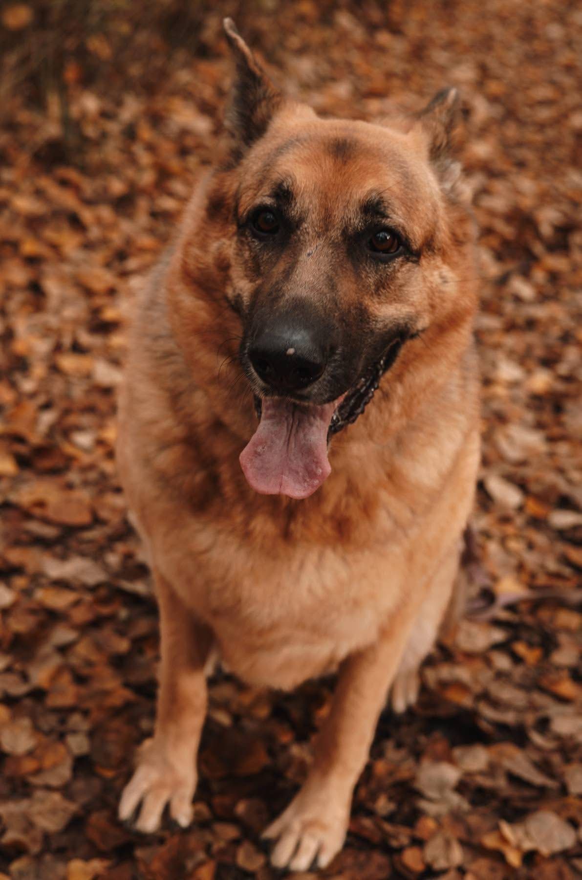 Pets  photo