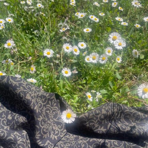 fotografia di pareo su prato di margherite