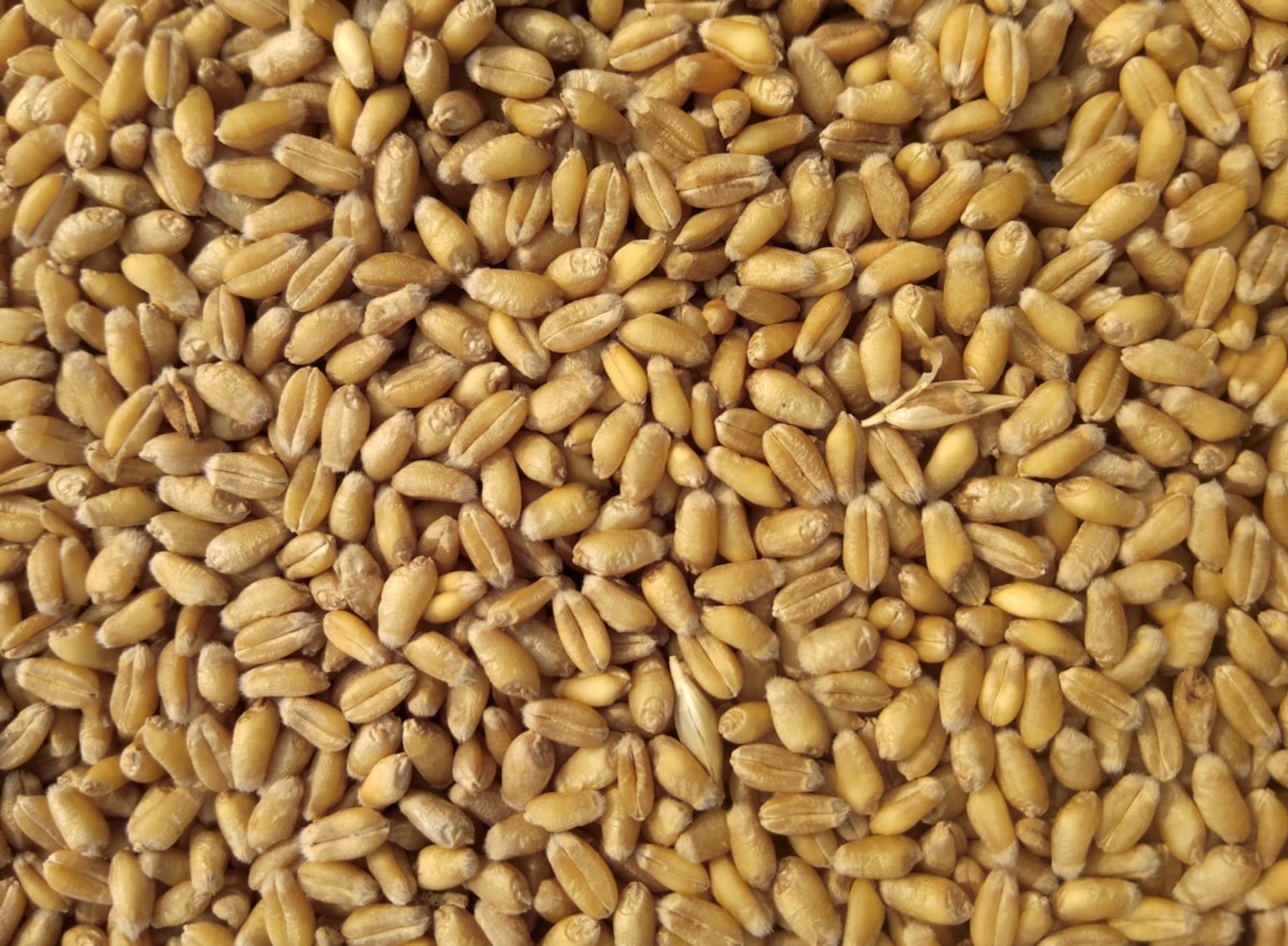 Mlinoprom na sajmu Agro Arca