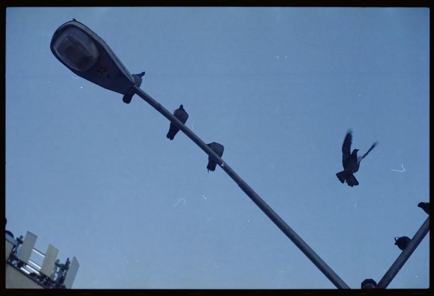 Pigeons sitting on the street light