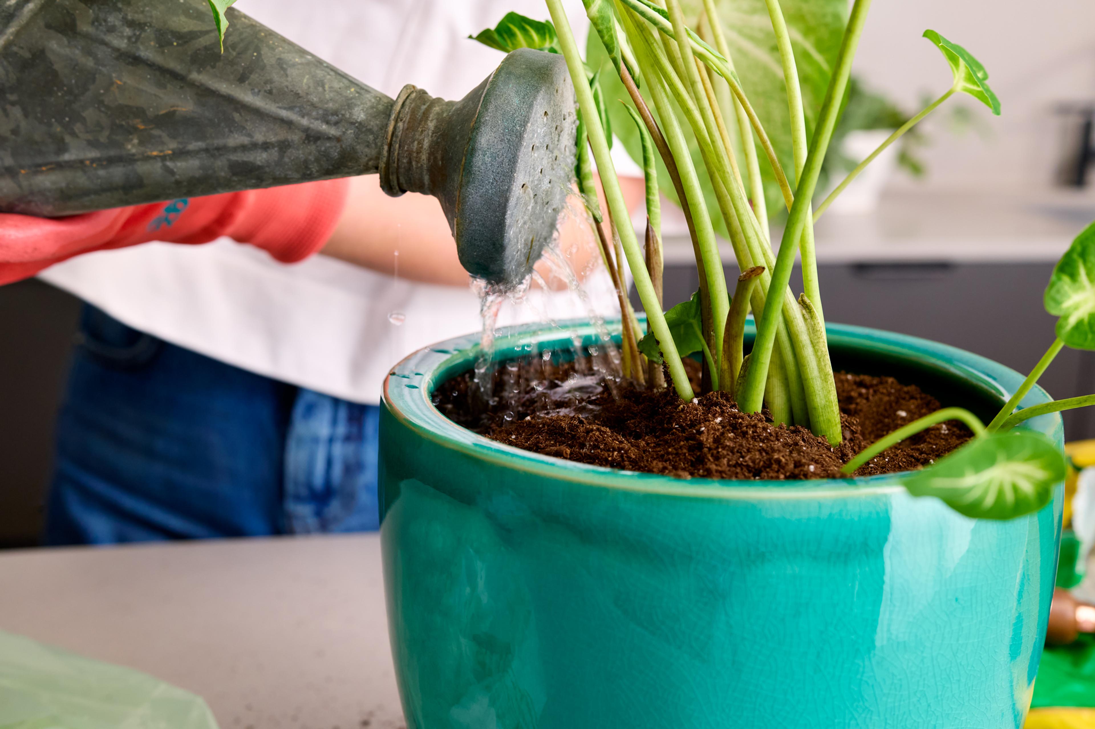 watering plant