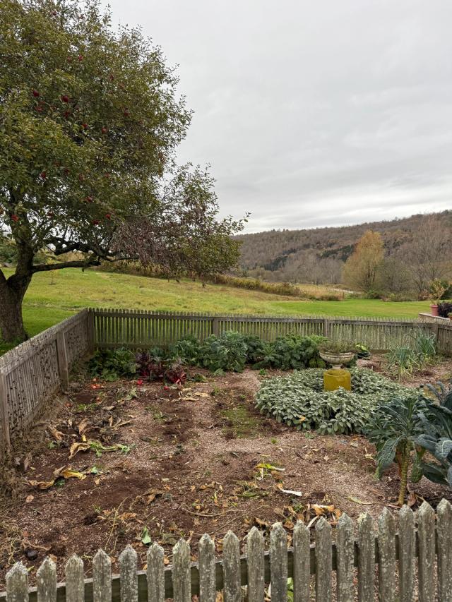 outdoor dead garden fall