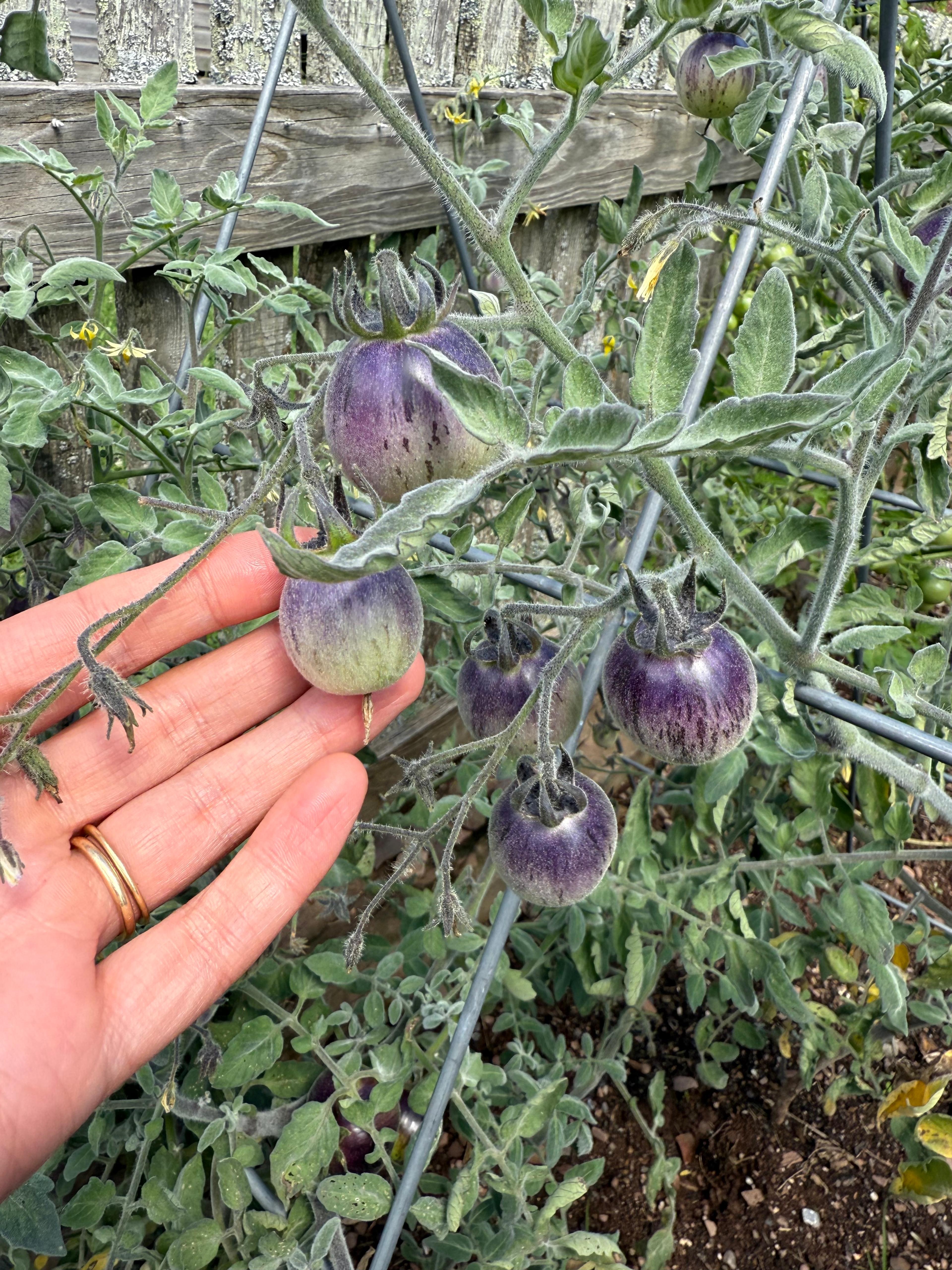 late summer garden tomatoes