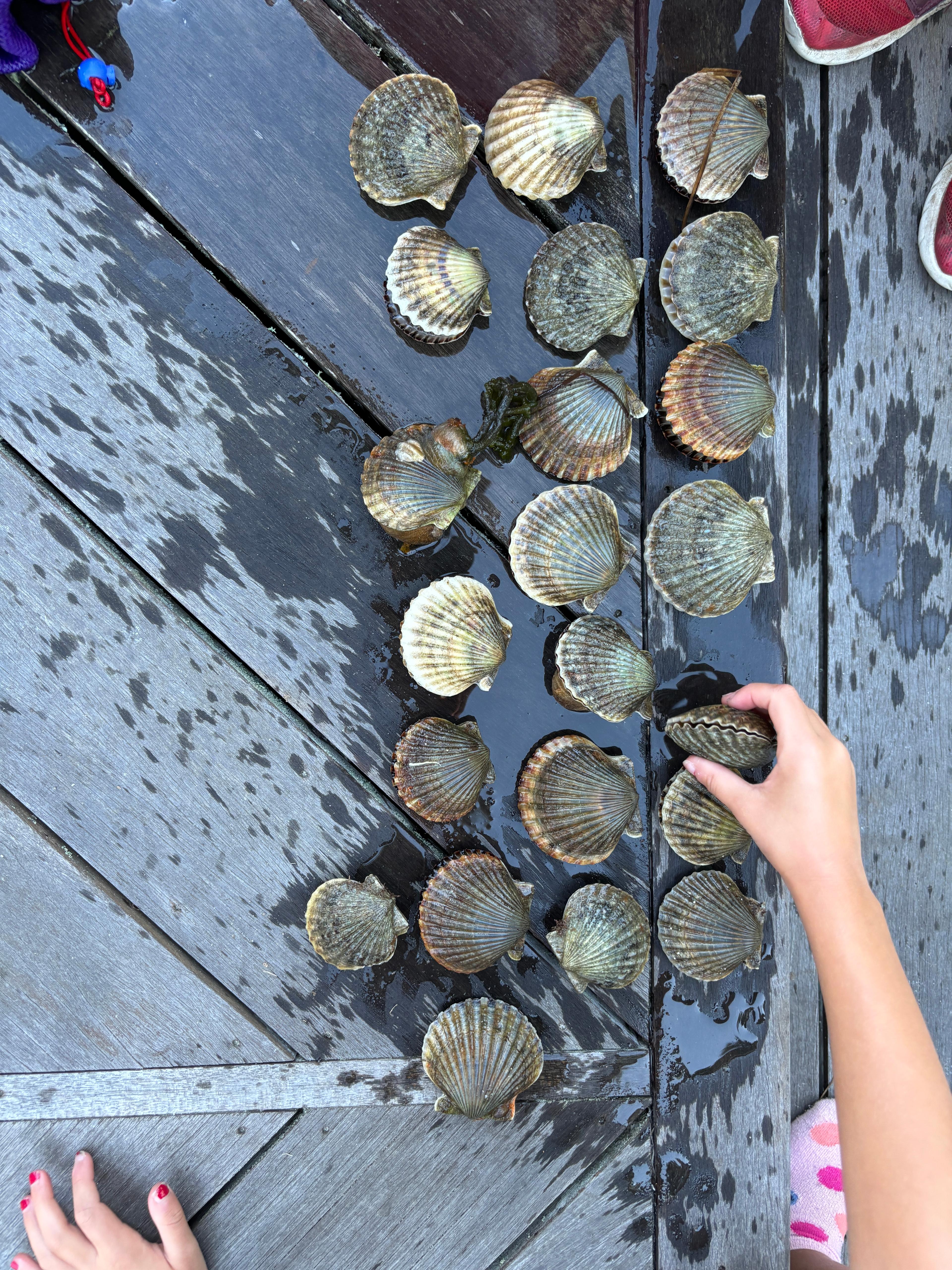 shells on beach on Nantucket