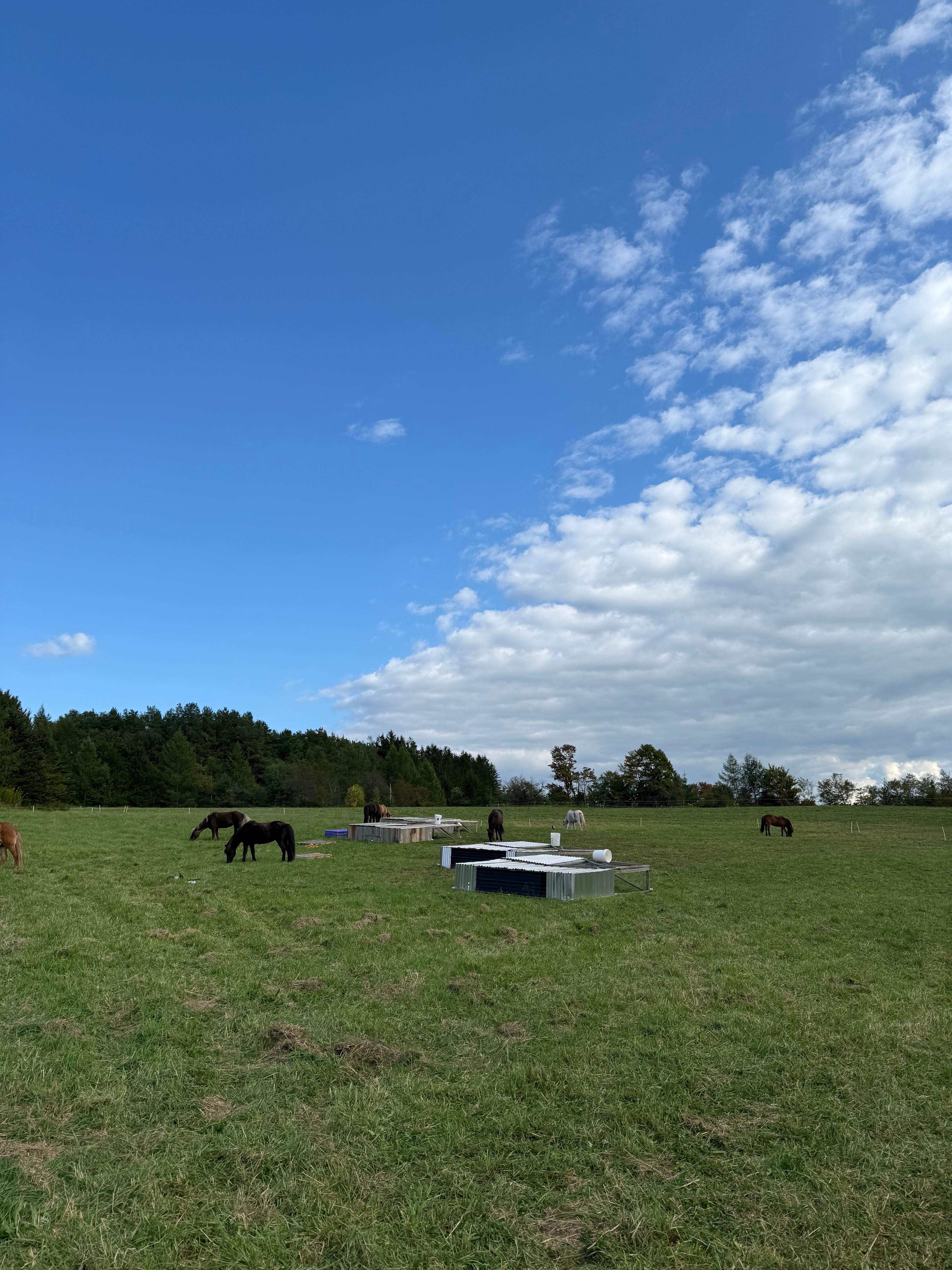 horses on farm