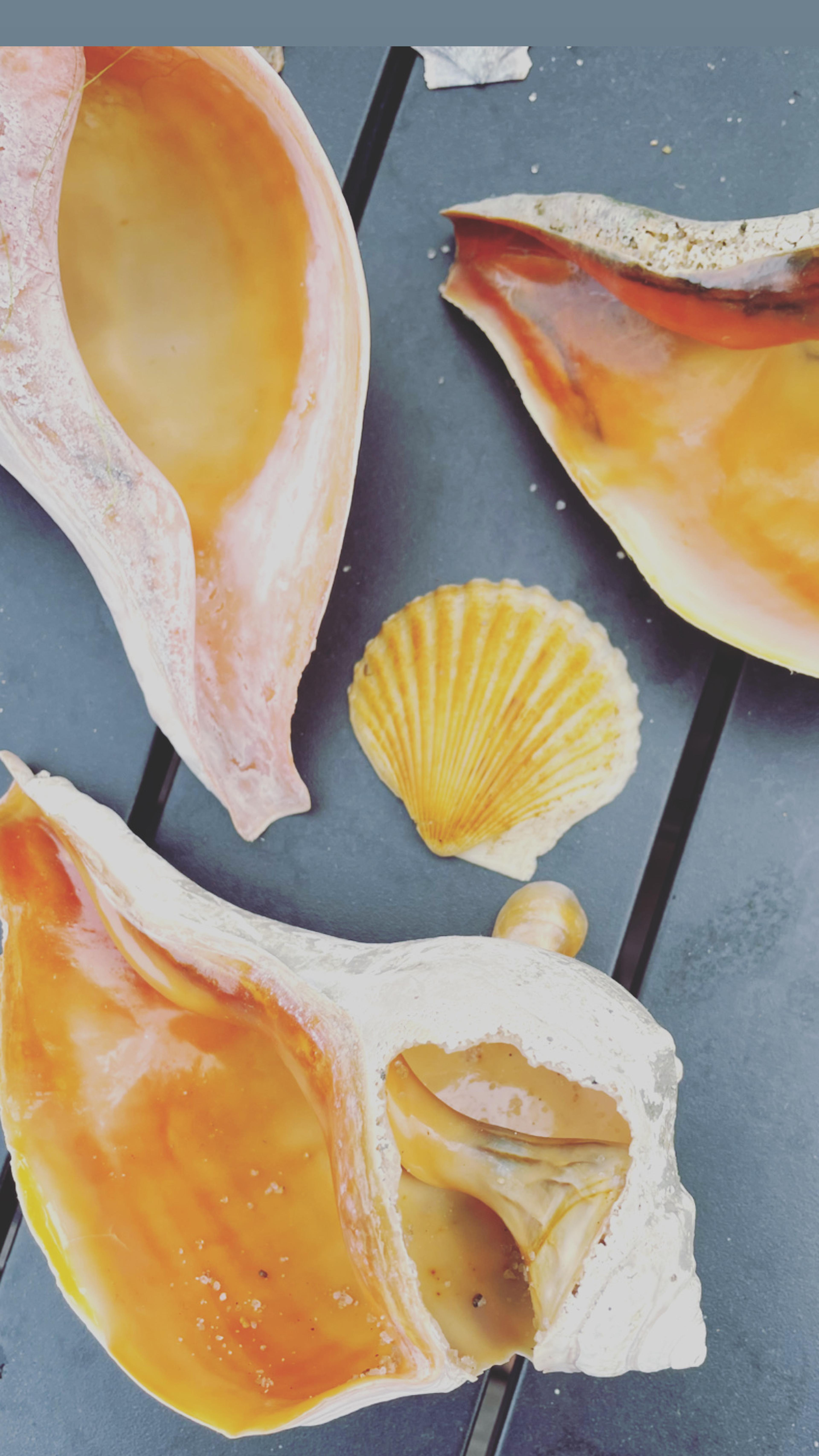 shells on Nantucker