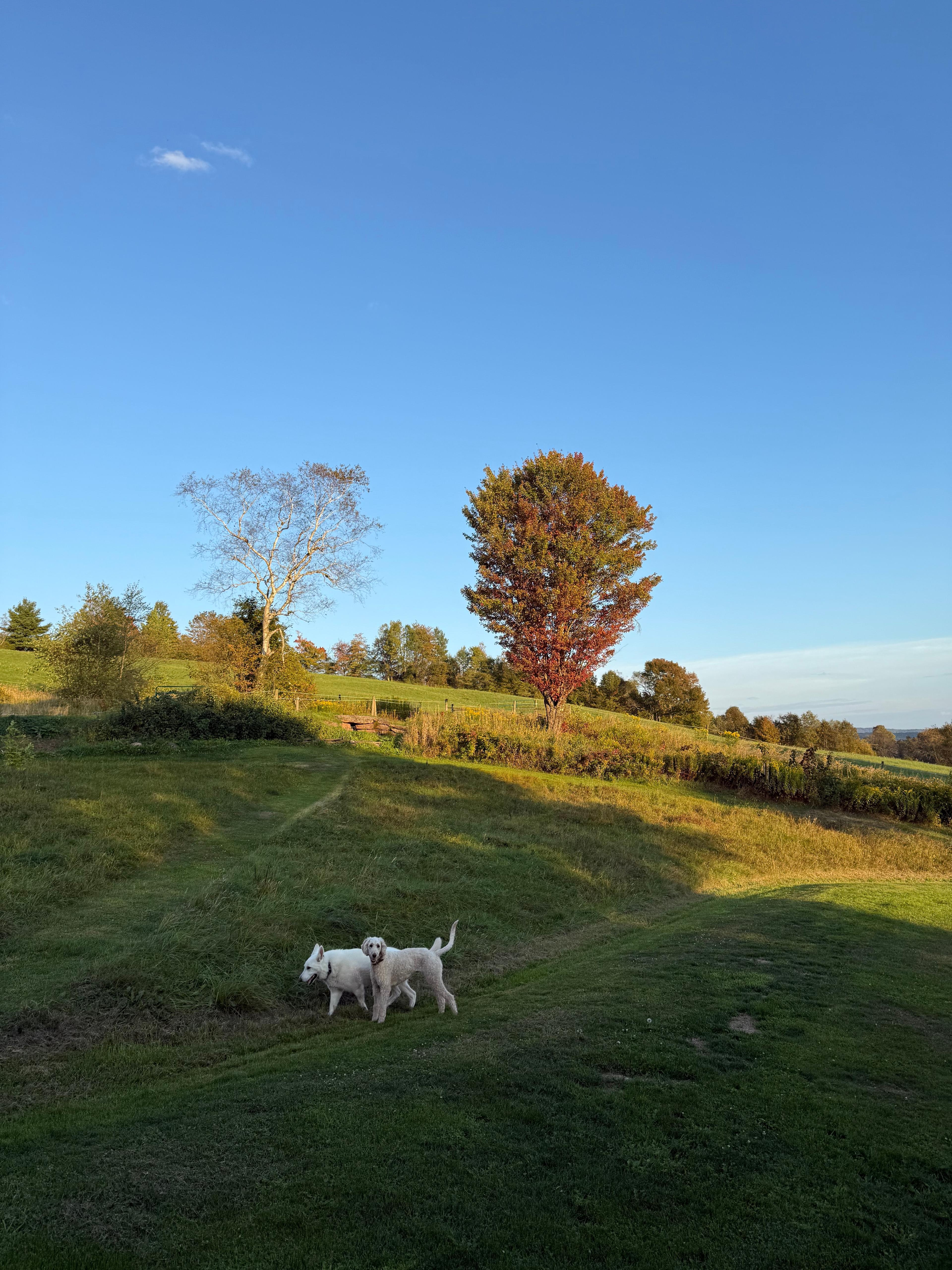 dogs running on farm