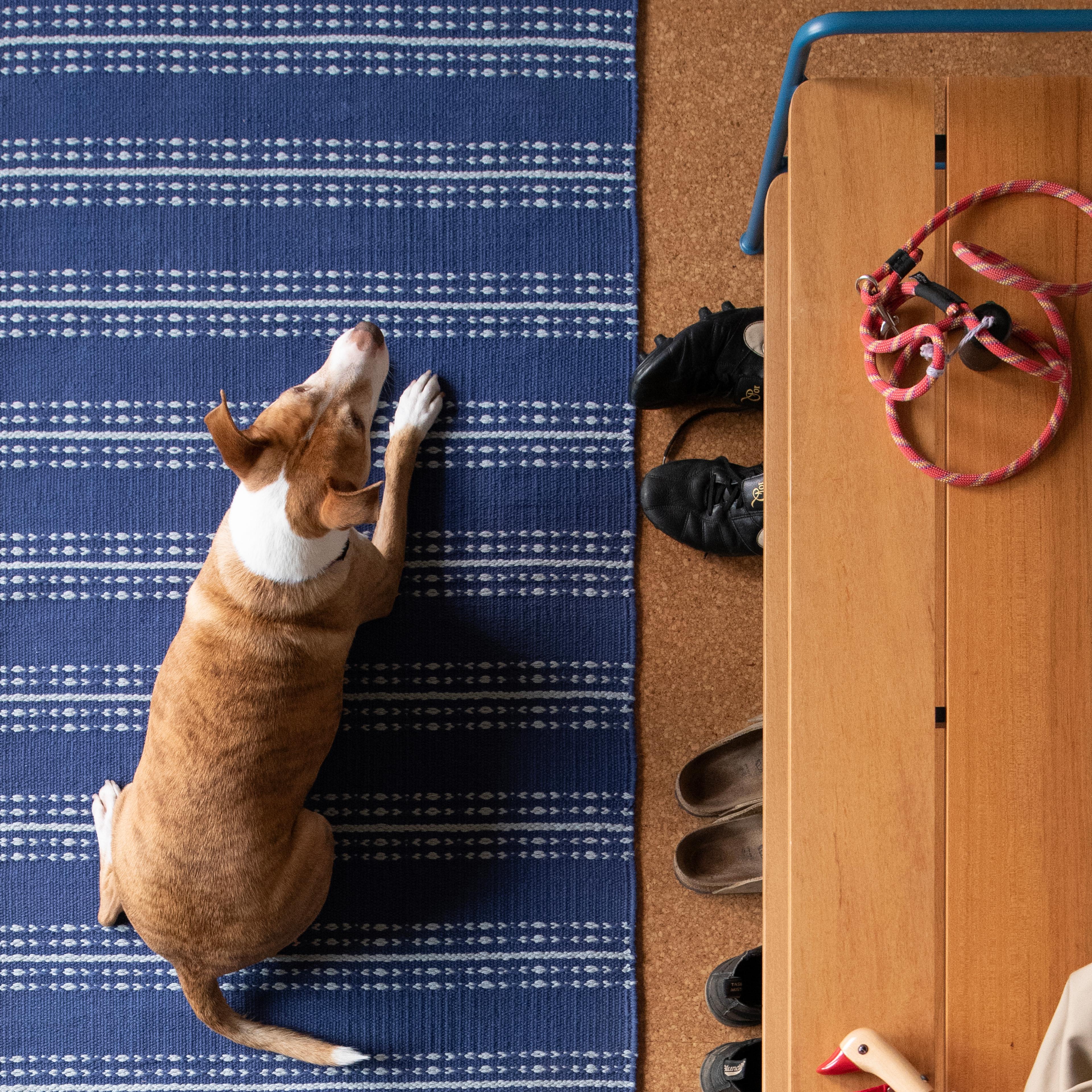 dog on cotton, washable rugs