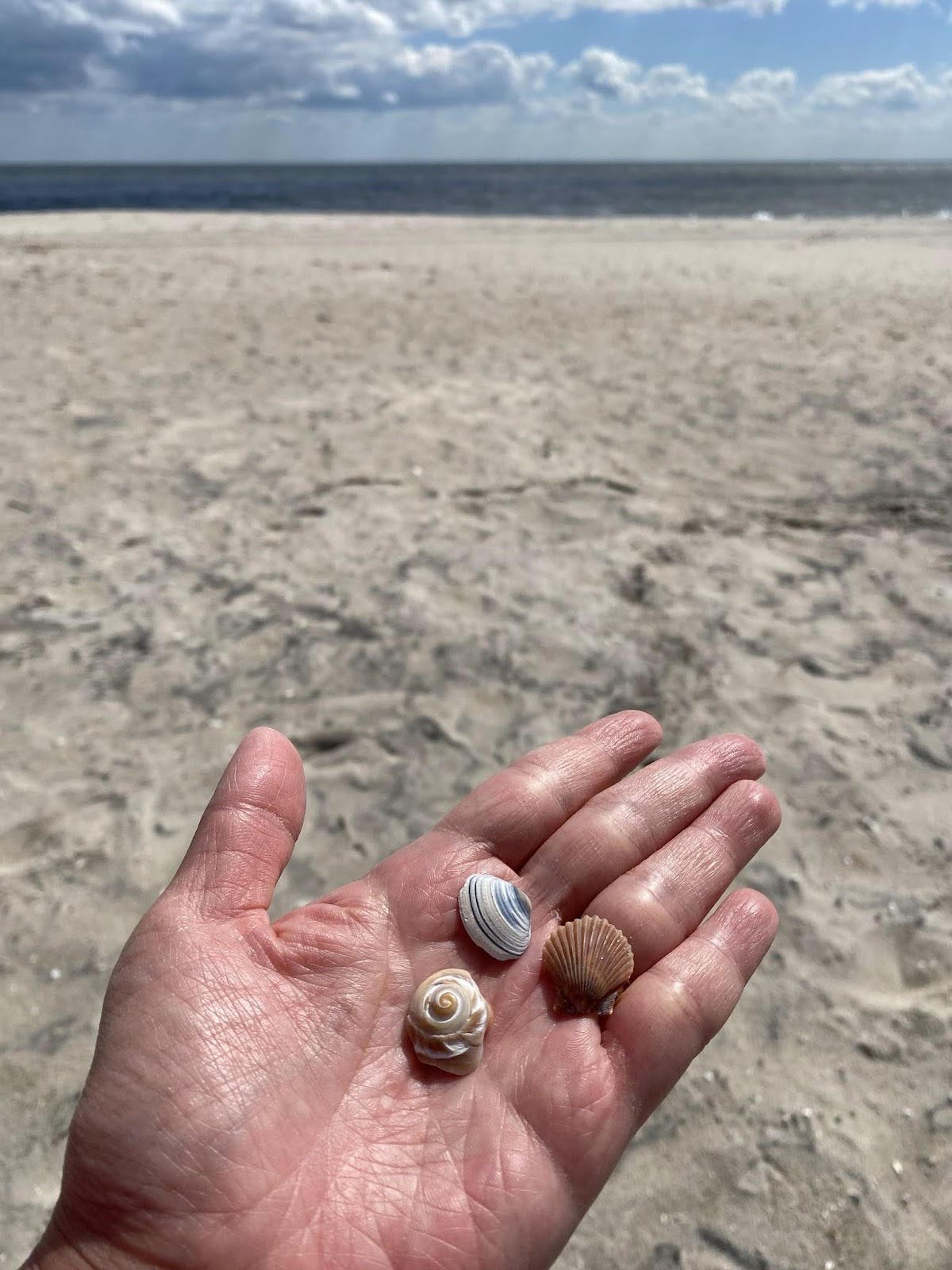 hold beach shells
