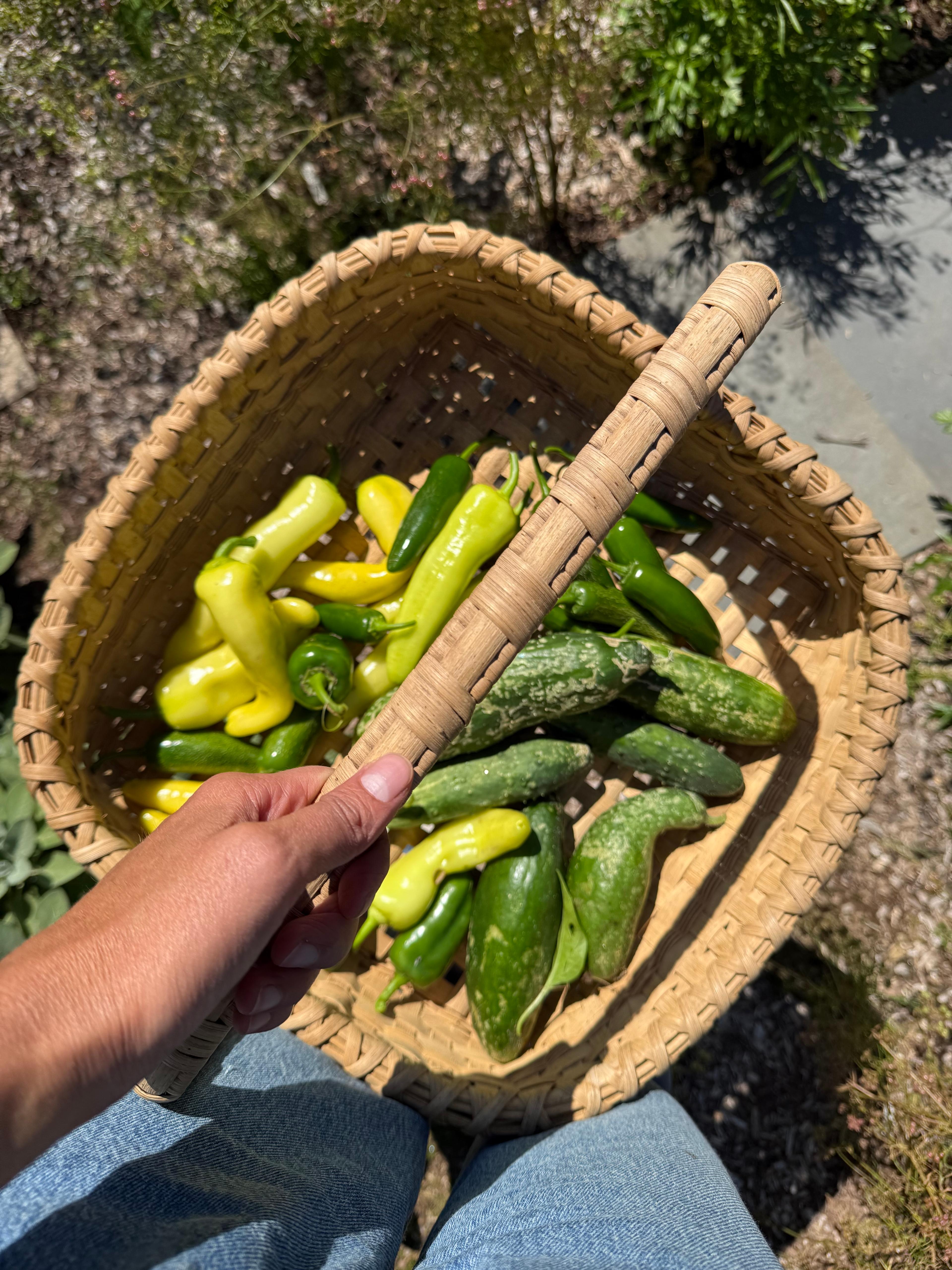 basket of squash from garden