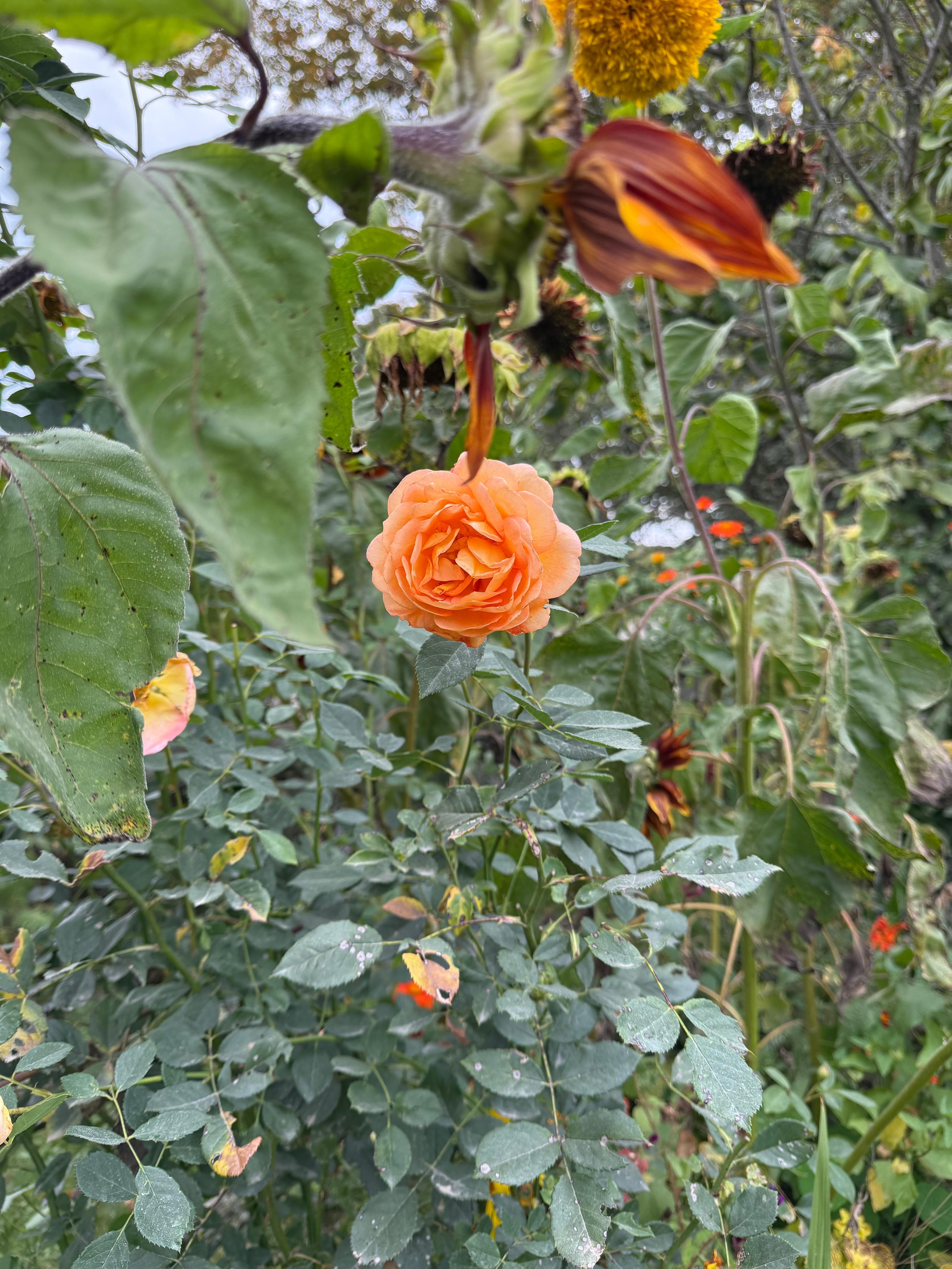 flower in garden