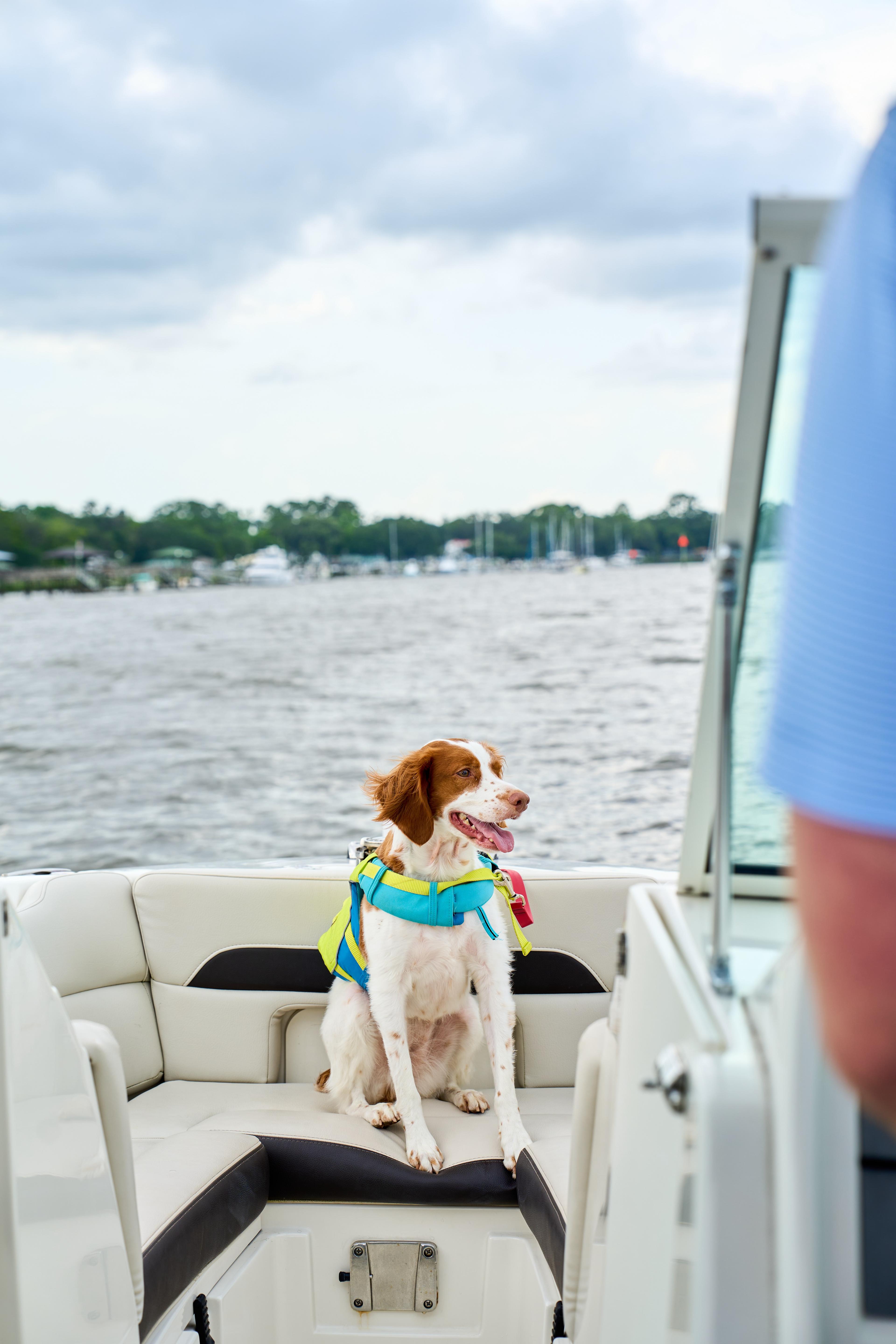 dog on boat