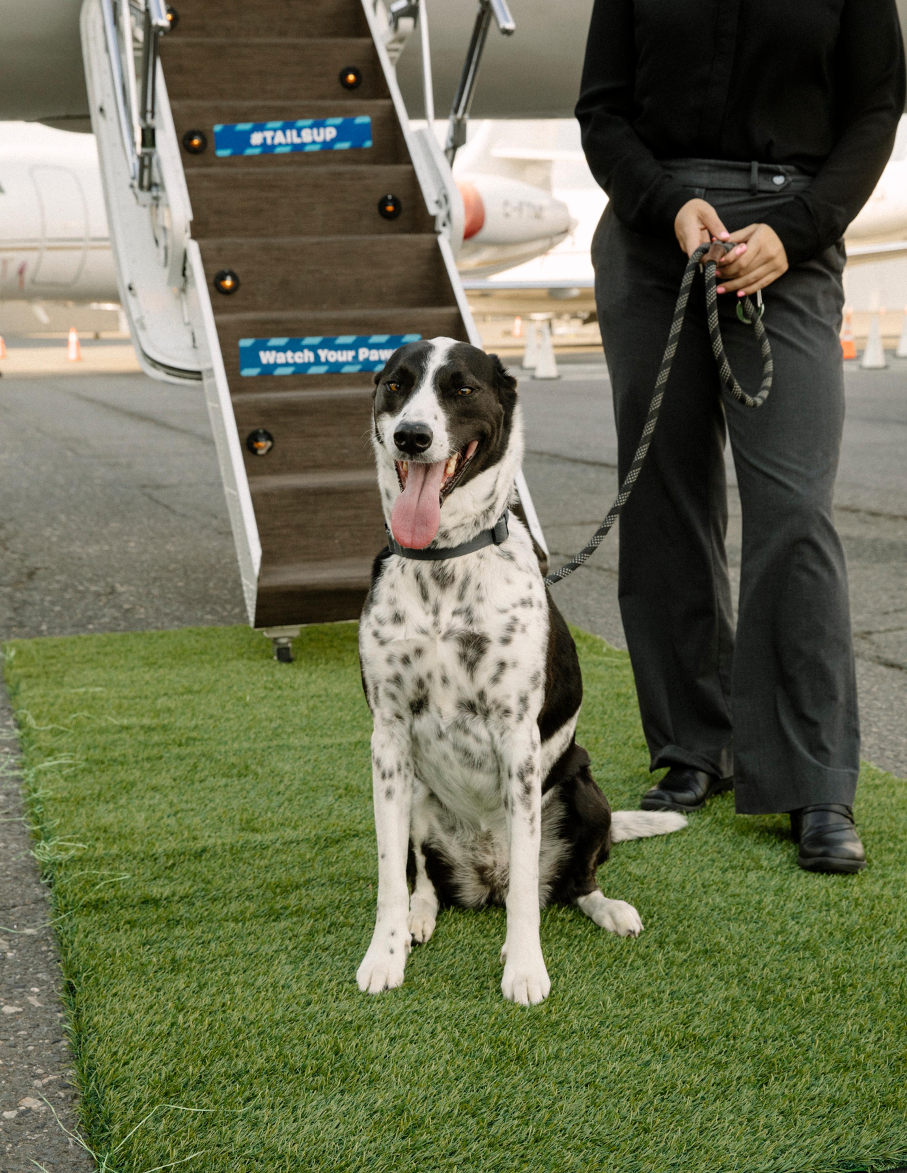 dog boarding jet
