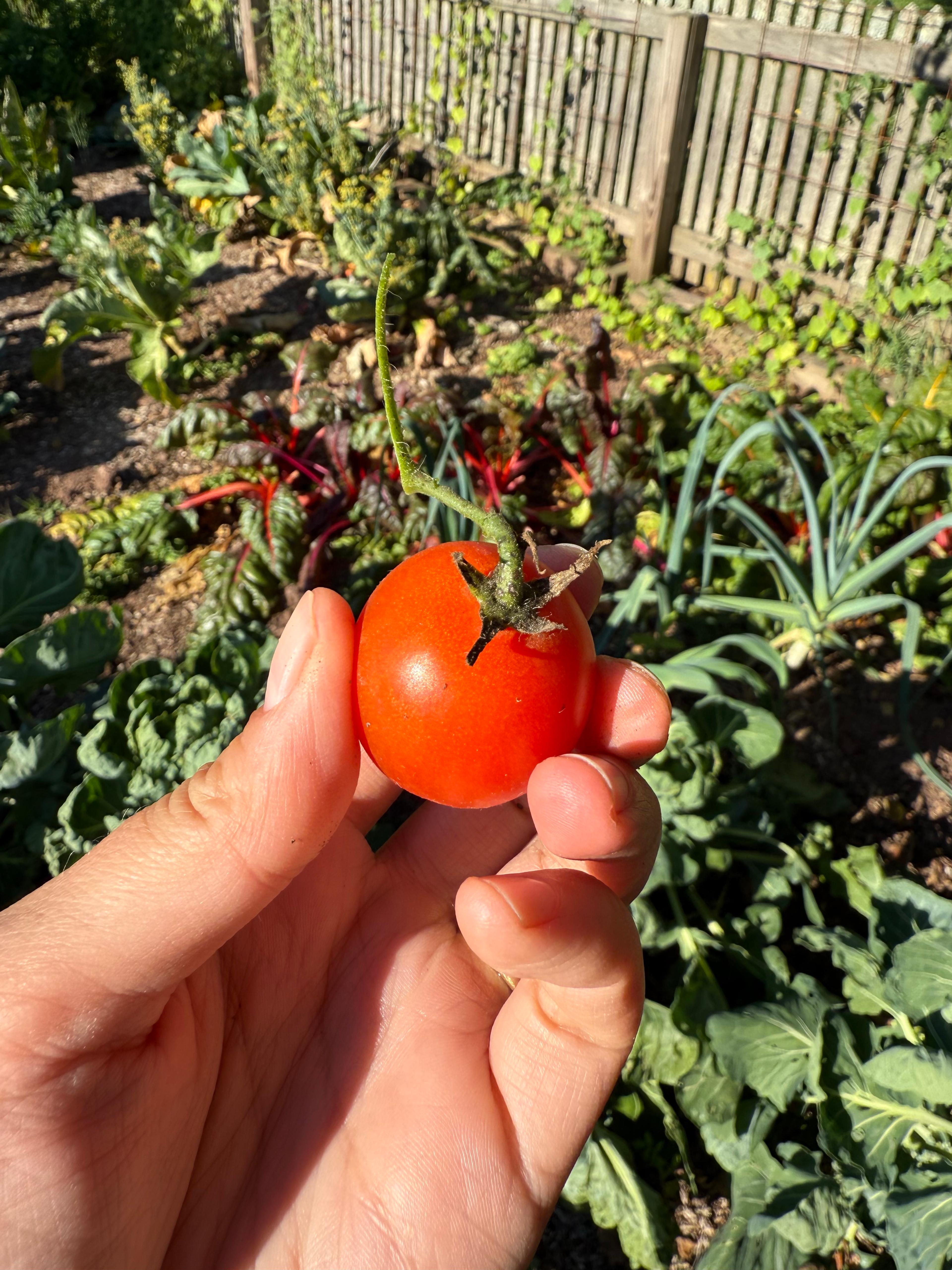 baby garden tomato