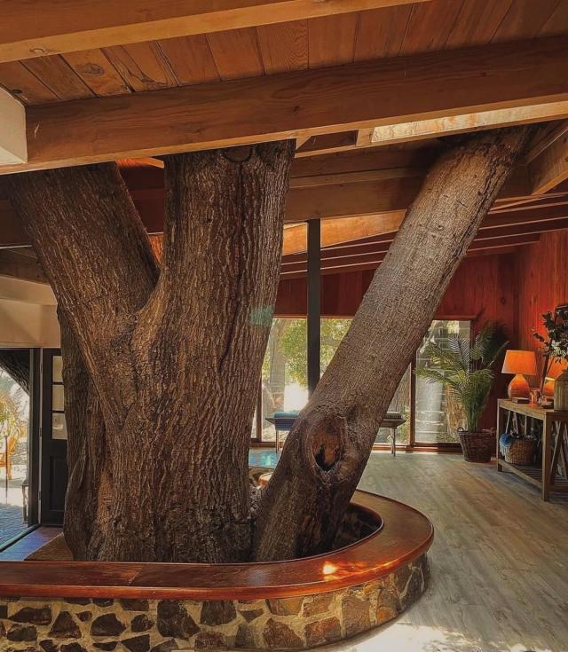 tree growing through living room