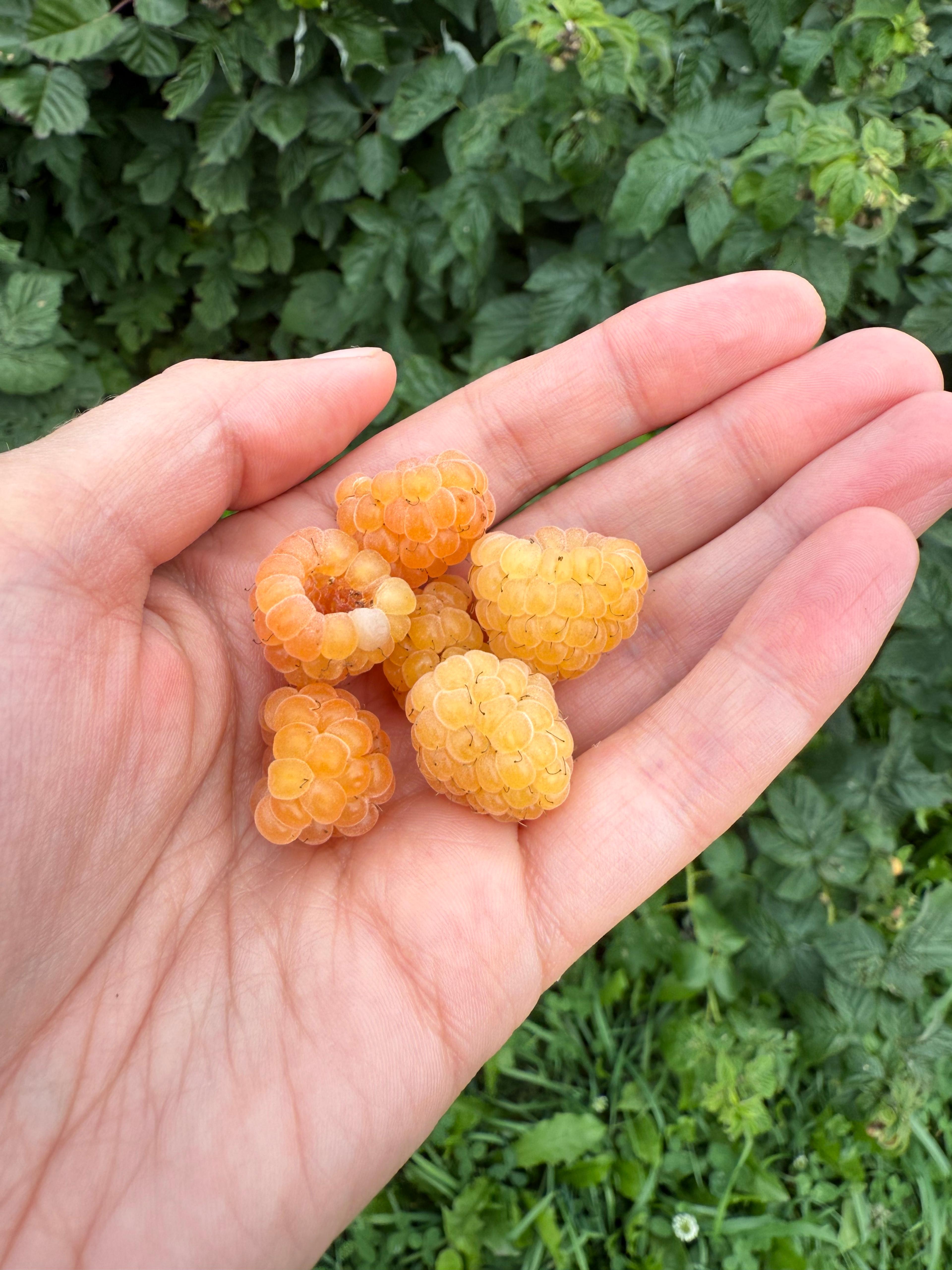 fresh garden berries
