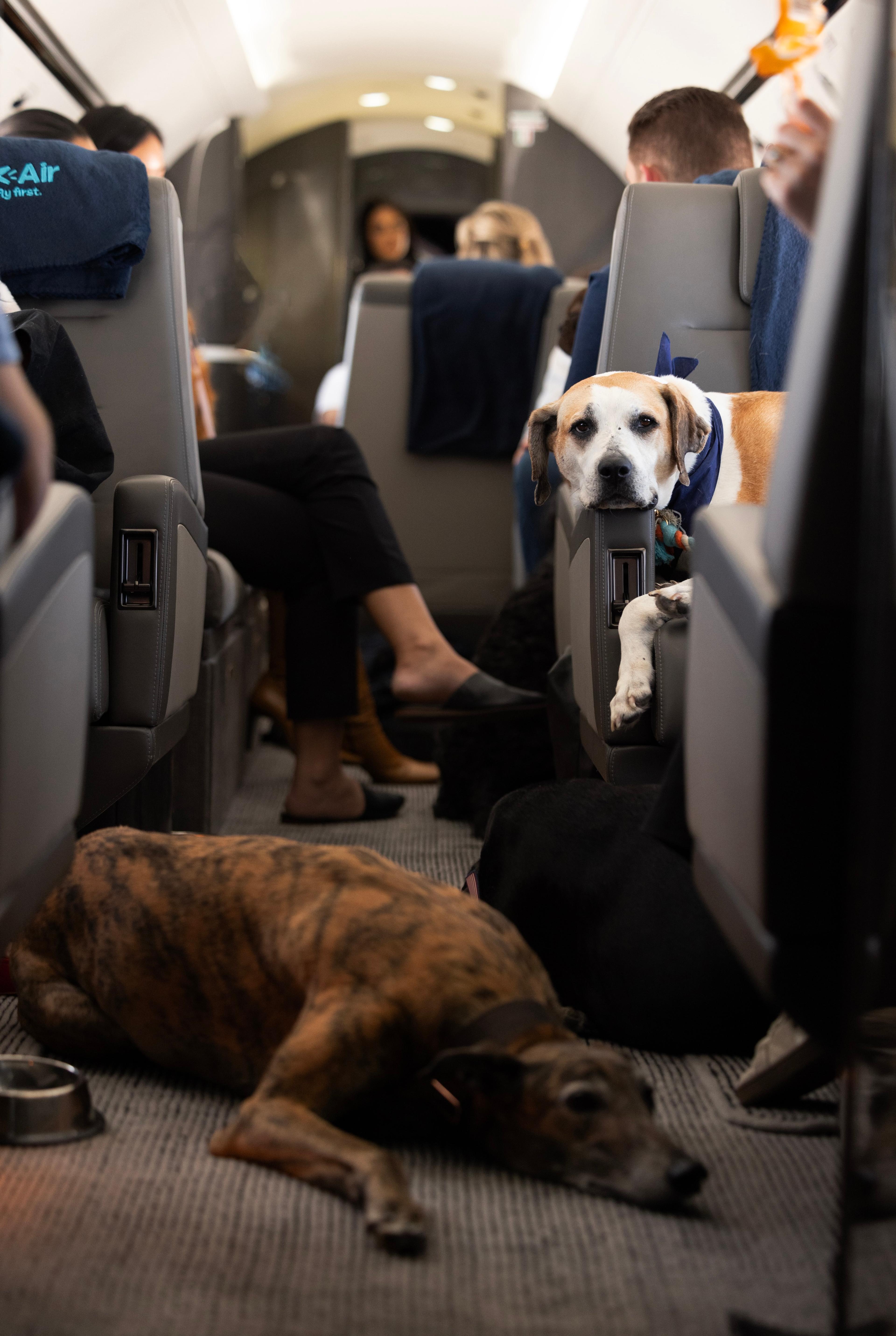 dog on flight
