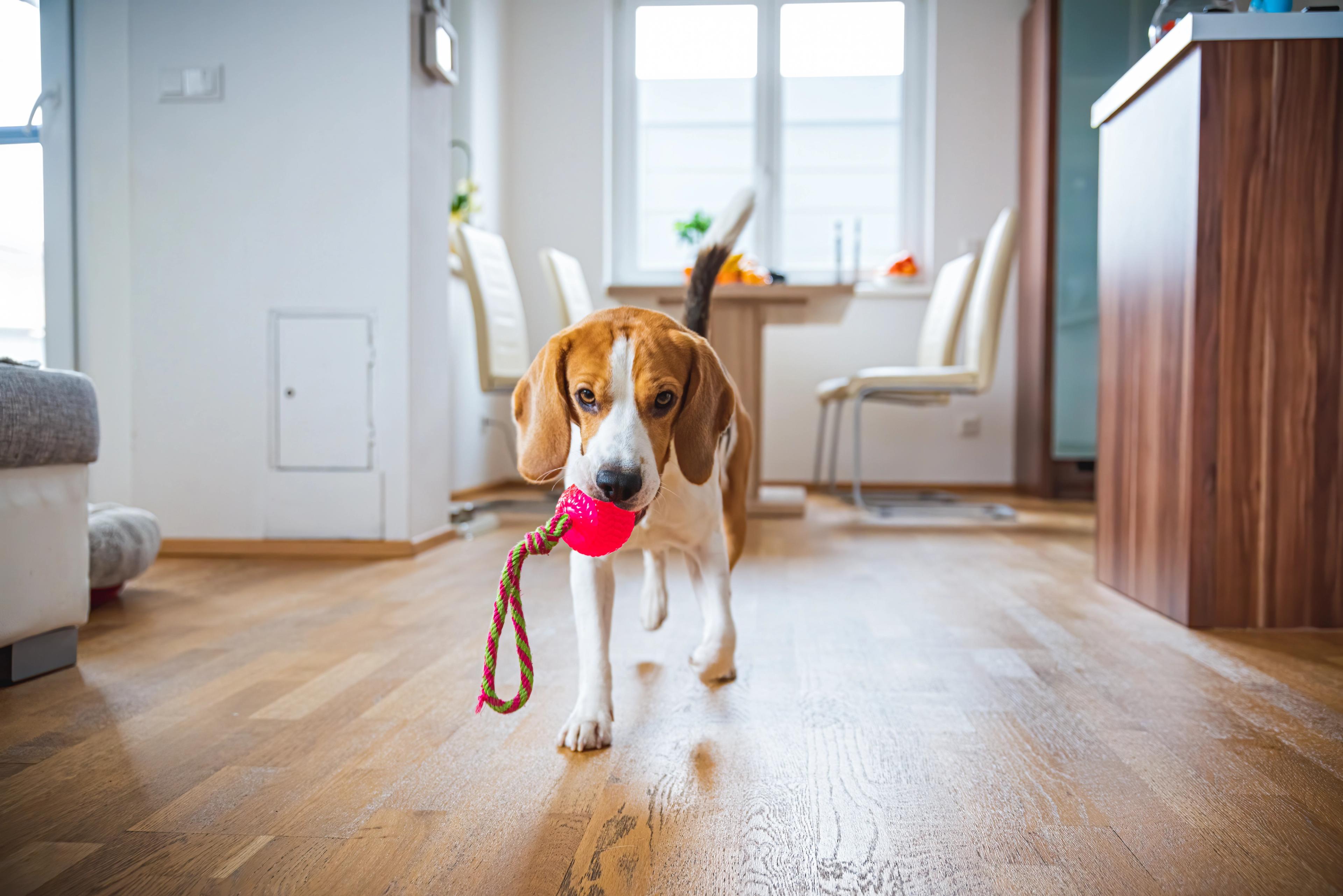 A beagle runs toward the camera with a toy in his mouth.