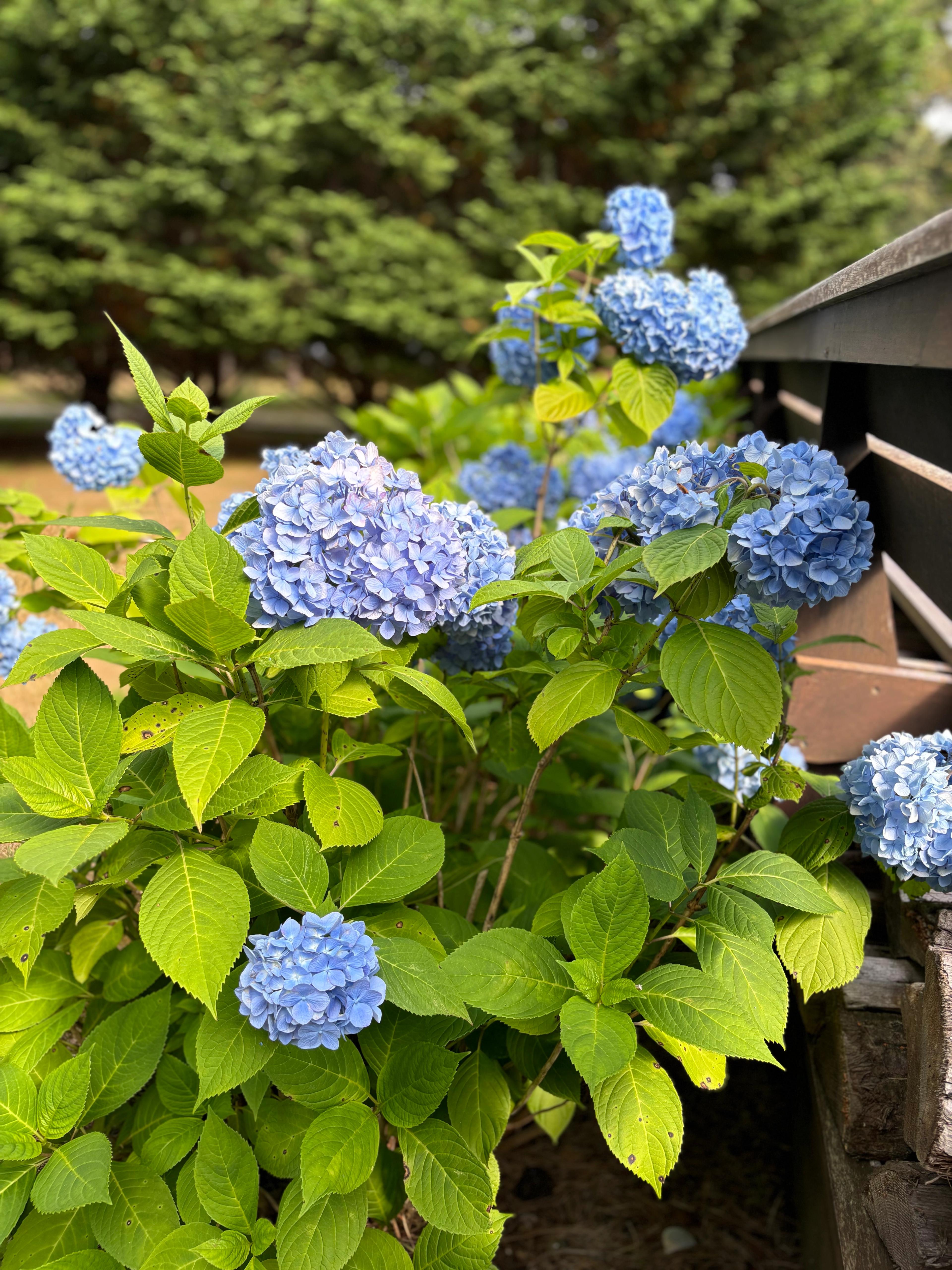 blue flowers in nantucket