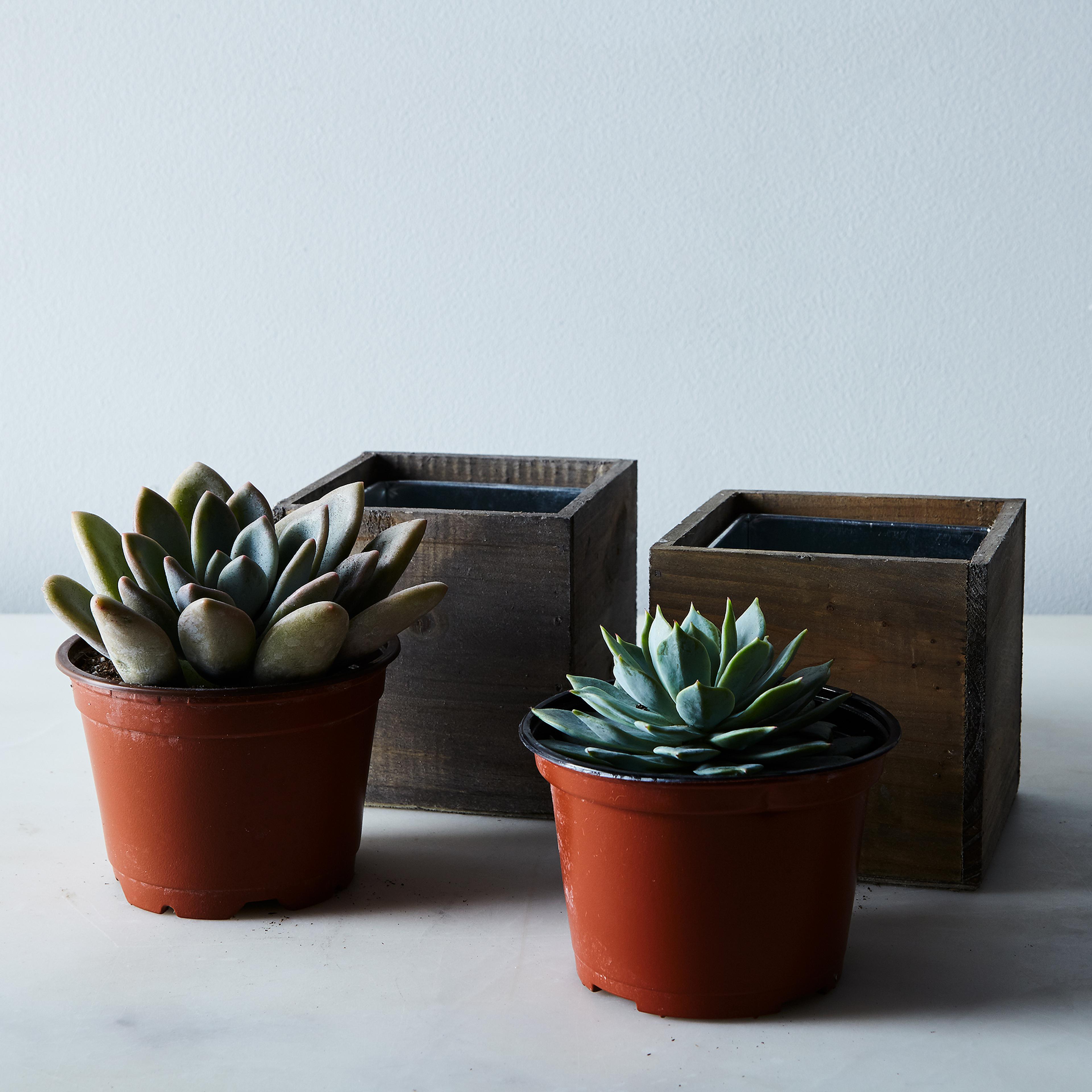 A trio of mini succulents.