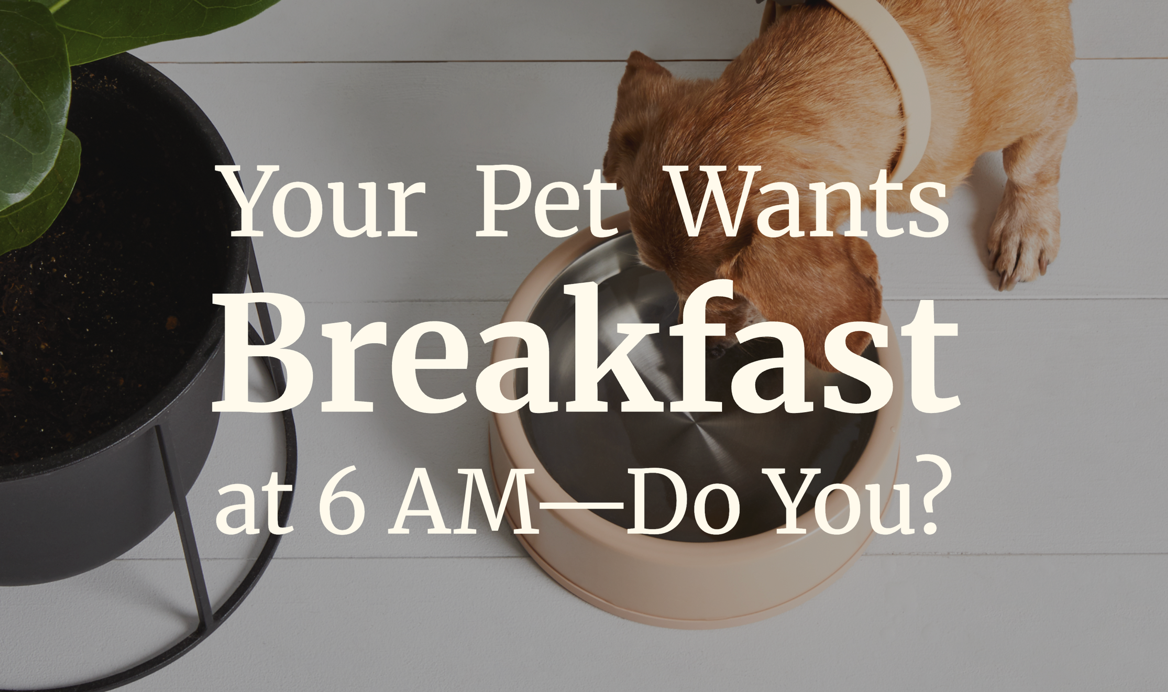 A head on shot of a dog eating from a bowl. 